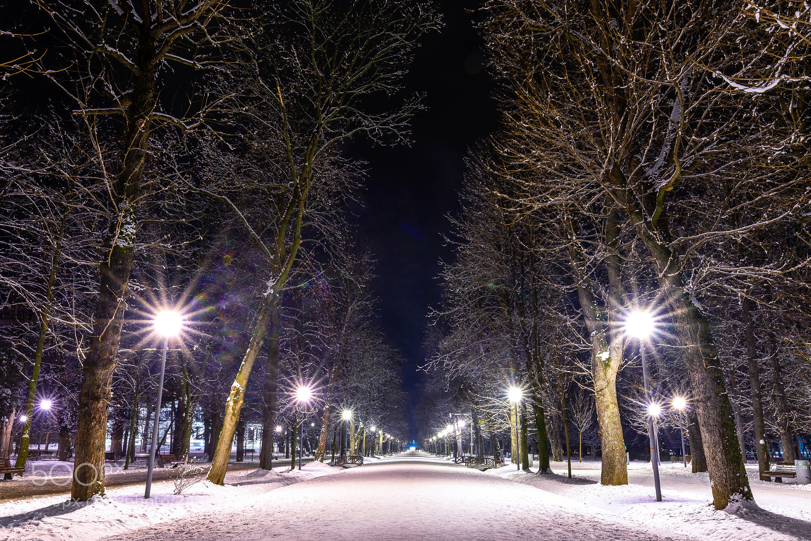 Nikon D610 sample photo. Central park photography