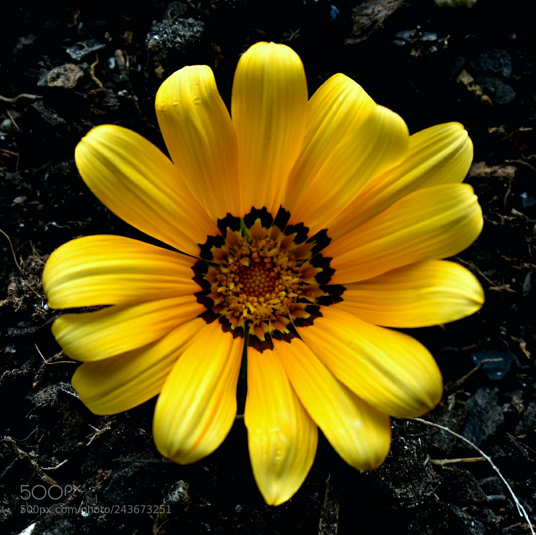 Nikon D3400 sample photo. Flower photography