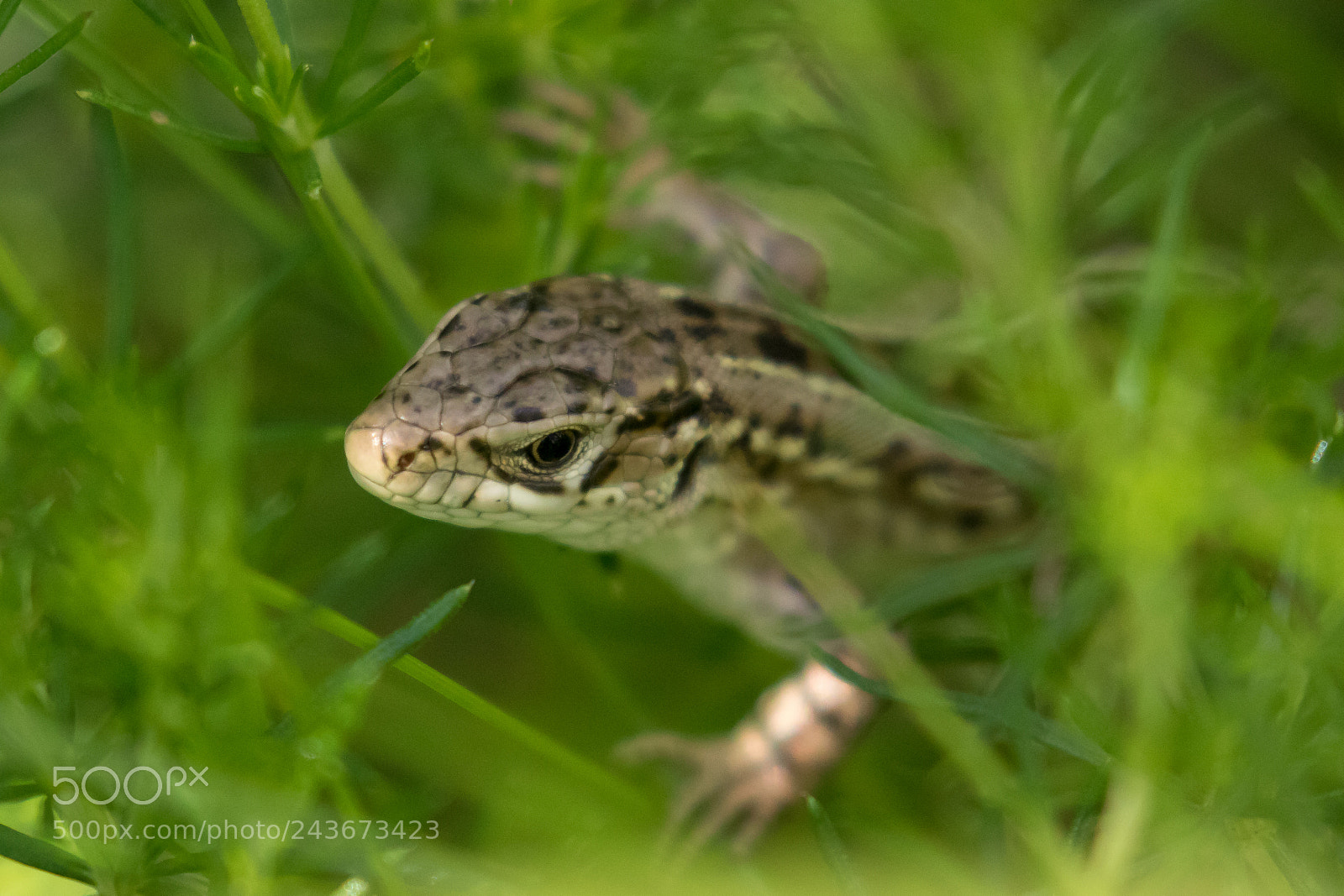 Canon EOS 7D Mark II sample photo. A look from the photography