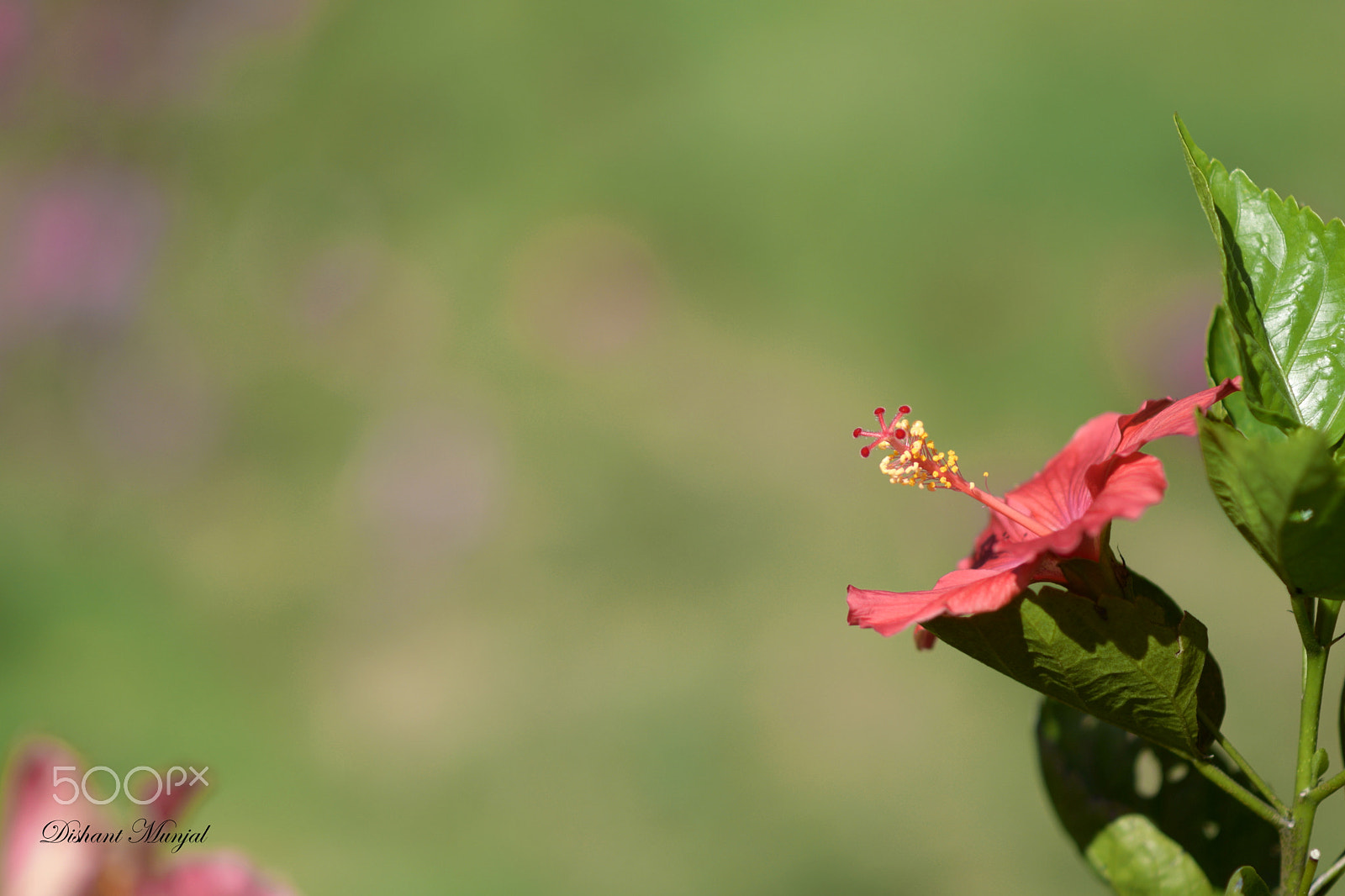 Nikon D5300 + Nikon AF-S Nikkor 85mm F1.8G sample photo. The red stand alone photography