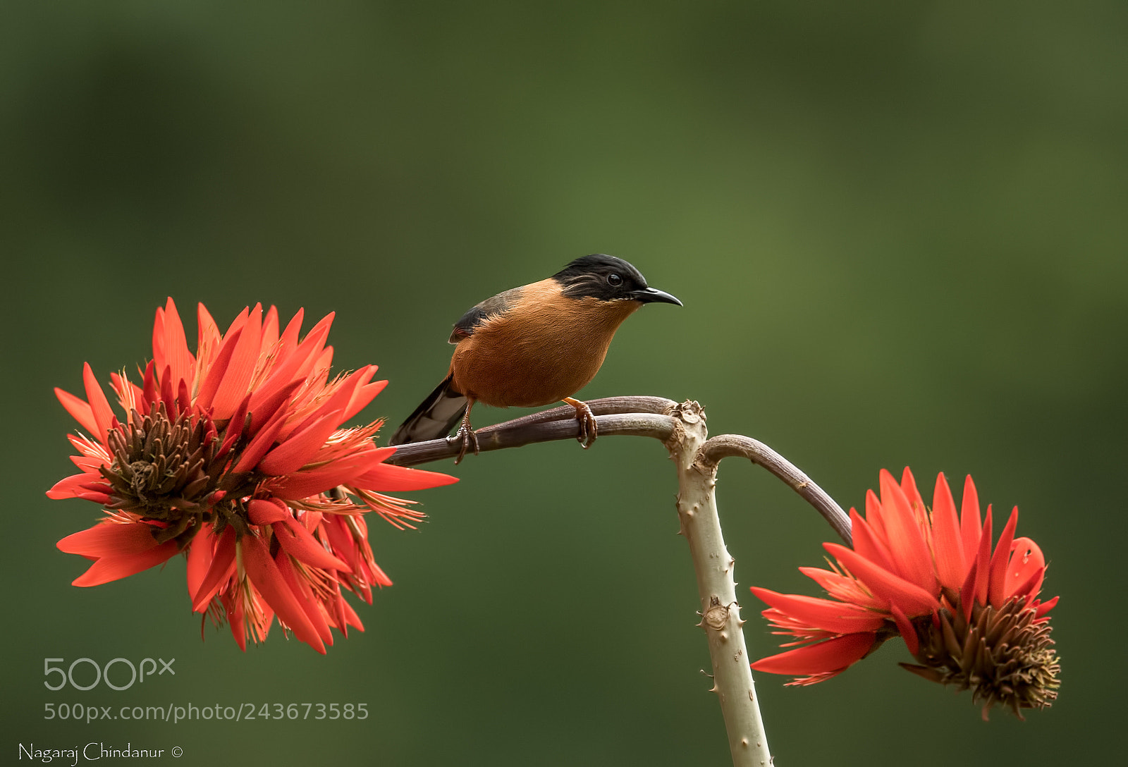 Nikon D5 sample photo. Rufous sibia photography