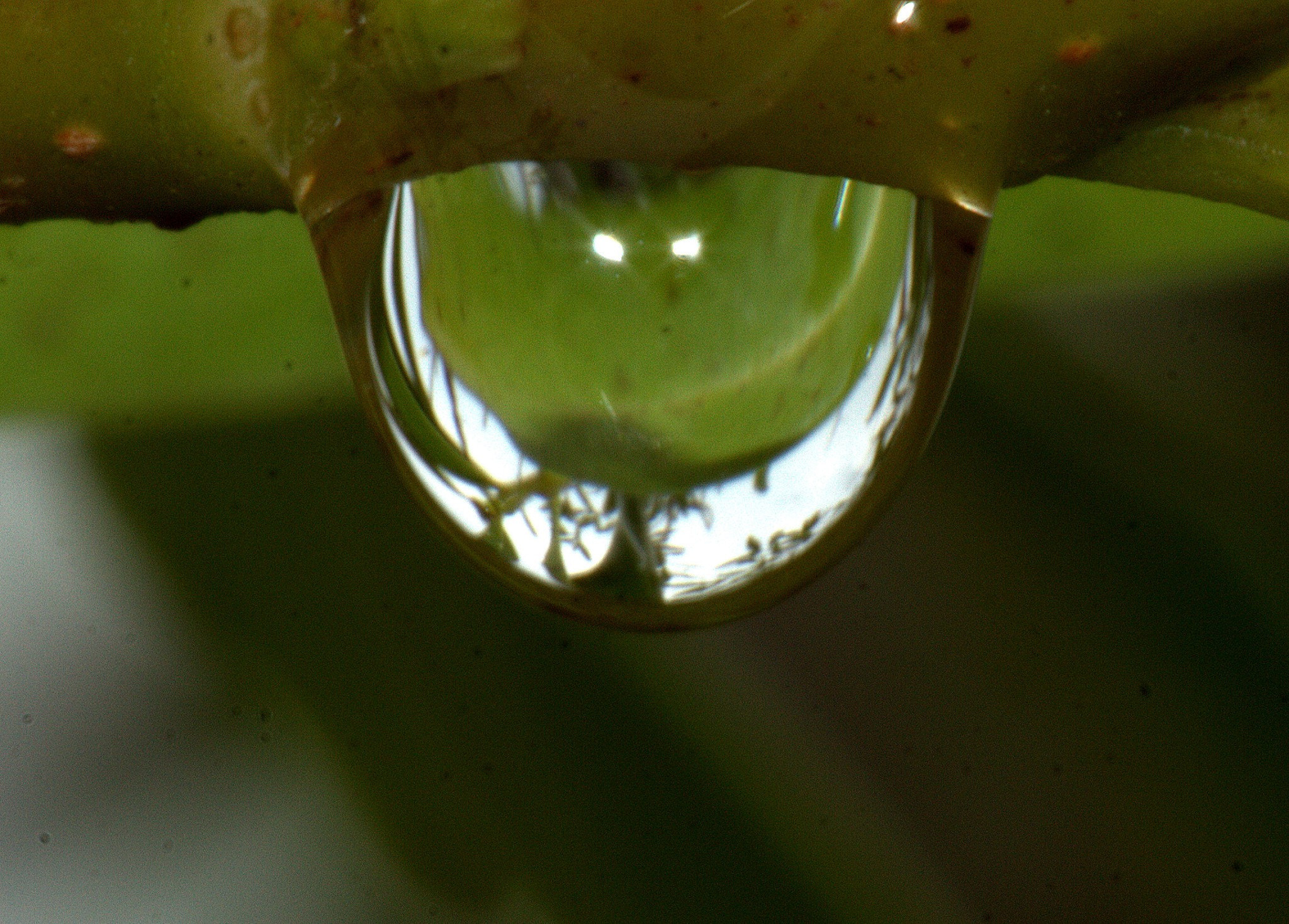 Canon EF 100mm F2.8 Macro USM sample photo. Hanging raindrop photography