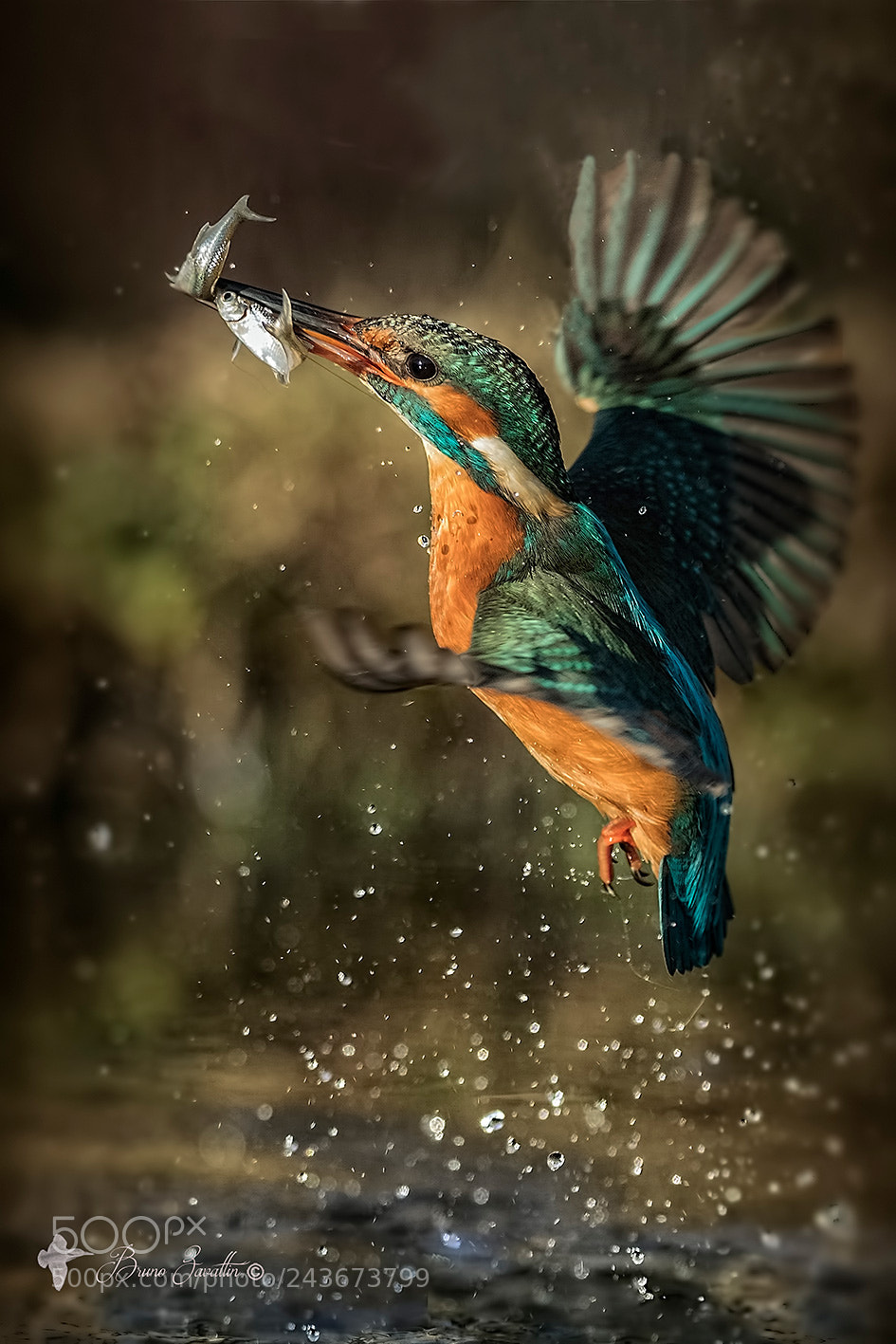 Nikon D500 sample photo. Alcedo atthis photography