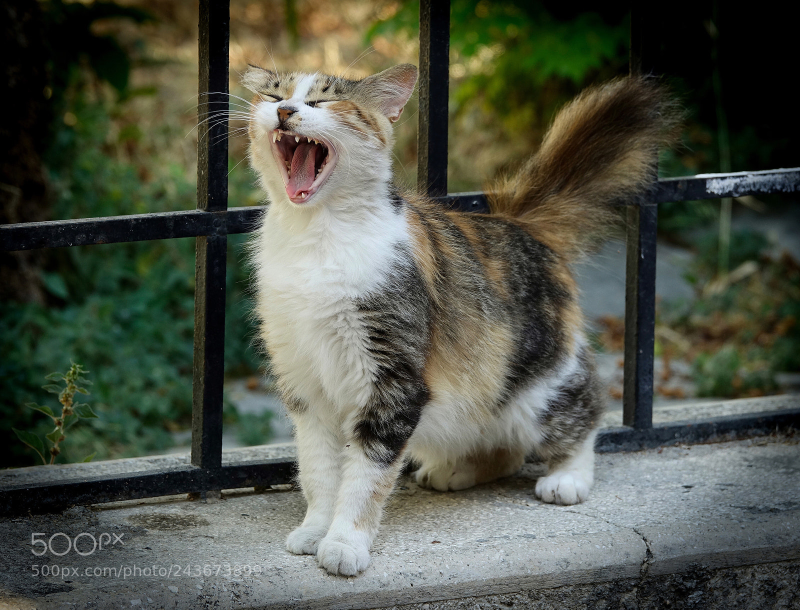 Sony Cyber-shot DSC-RX10 III sample photo. A big yawn photography