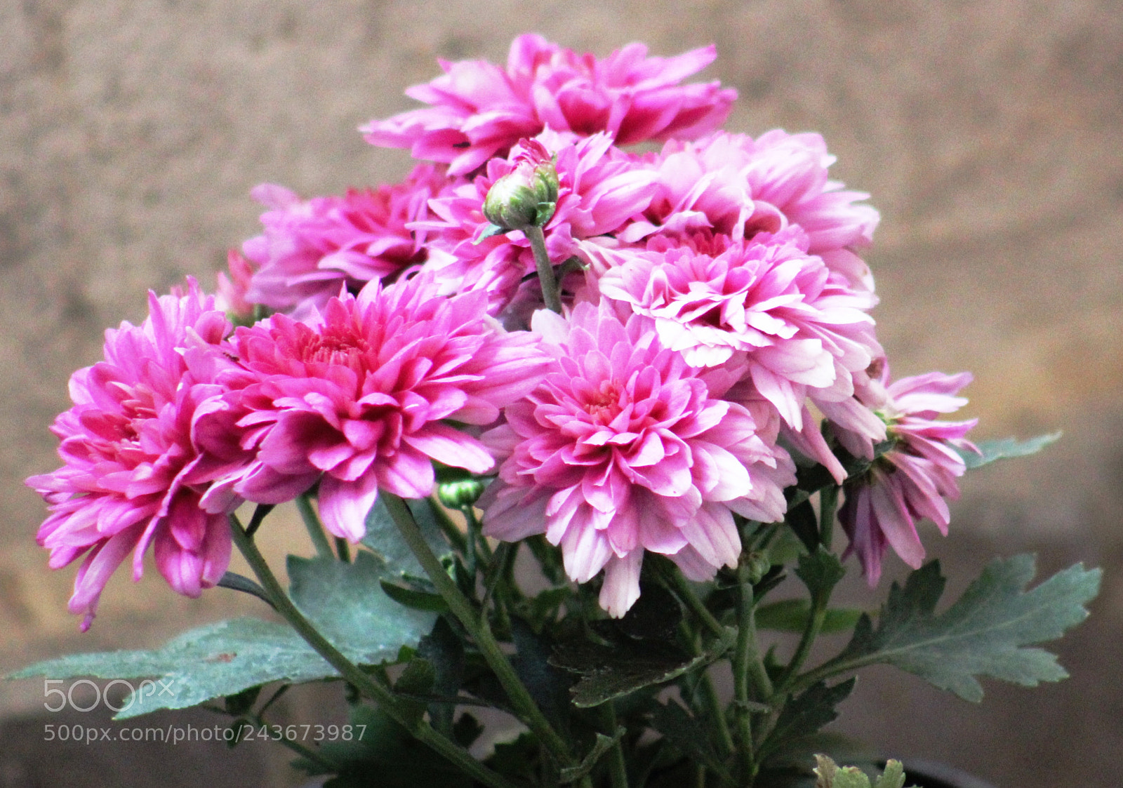 Canon EOS 1300D (EOS Rebel T6 / EOS Kiss X80) sample photo. Untitled photography