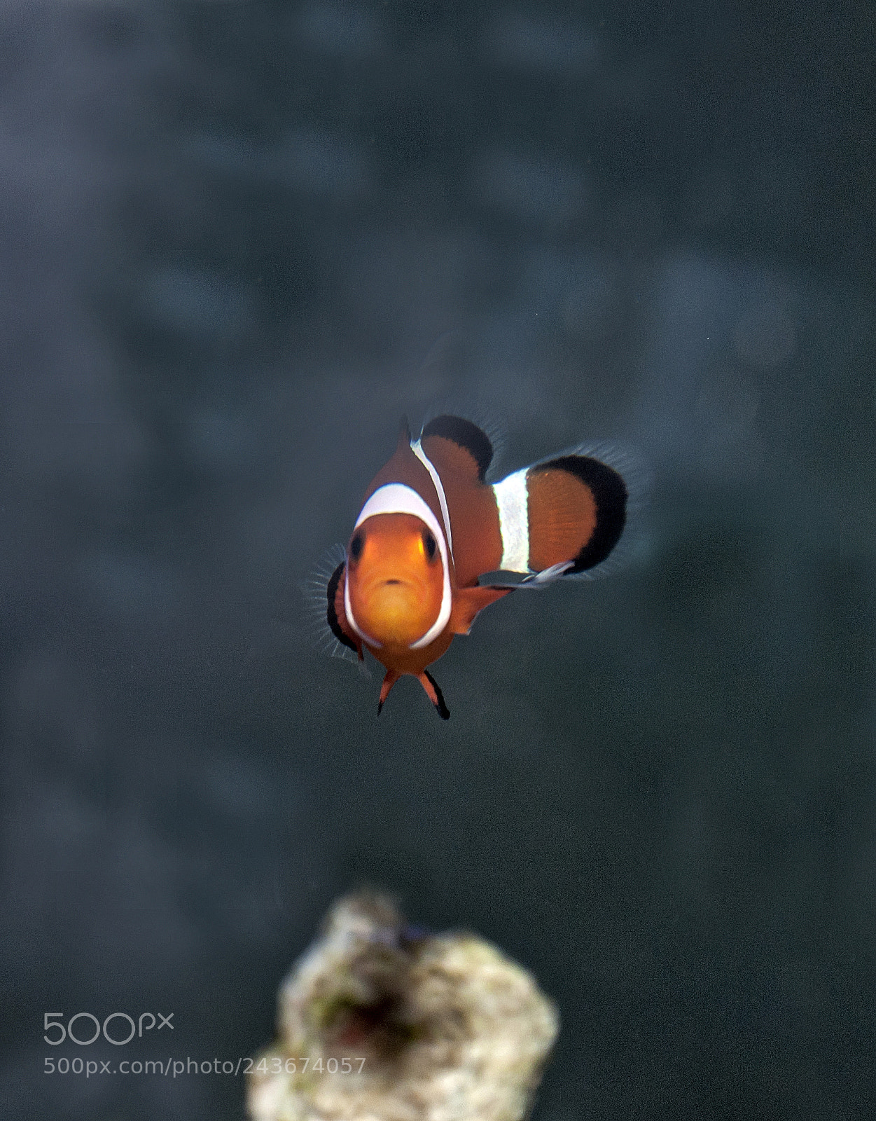 Nikon D90 sample photo. Clownfish photography