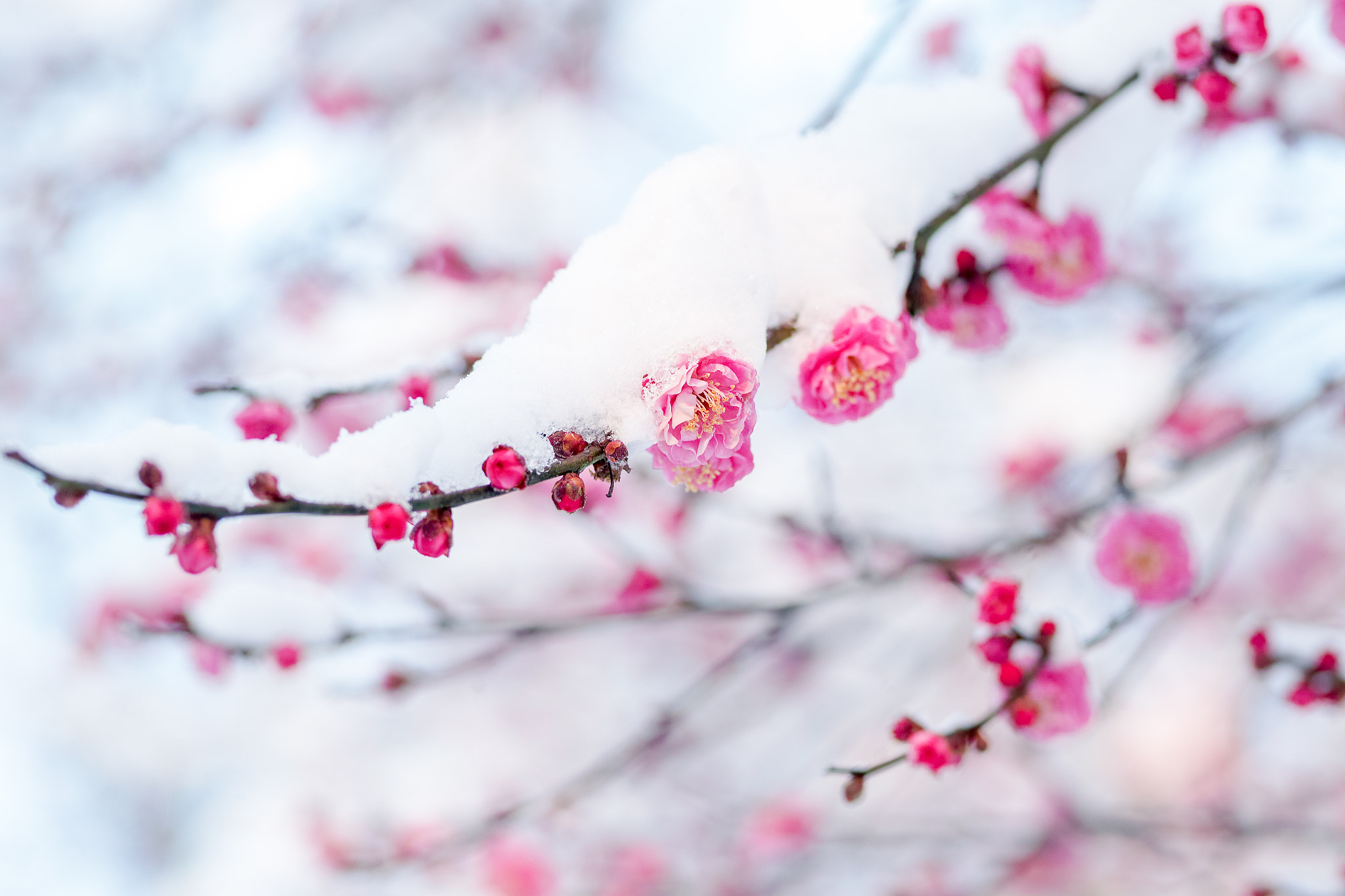 Sigma sd Quattro sample photo. Snow and plum flower photography