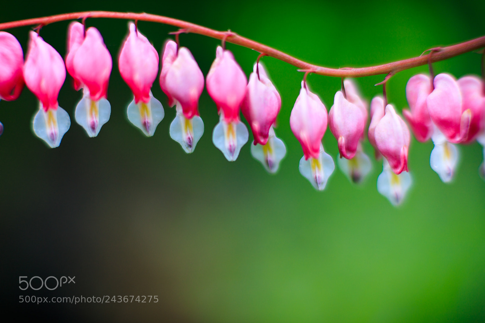 Canon EOS 5DS sample photo. Za photography