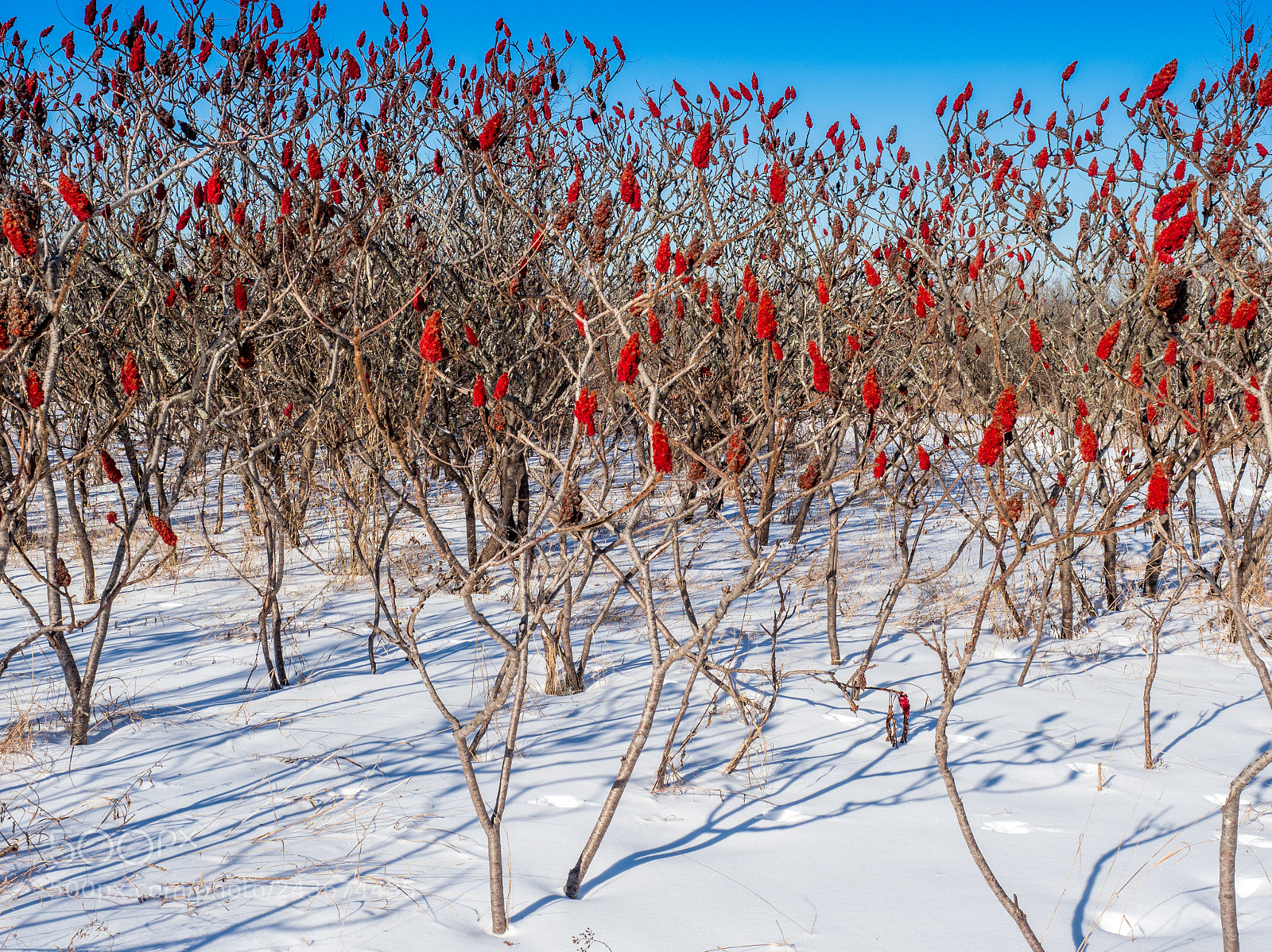 Olympus OM-D E-M1 Mark II sample photo. Sumac and snow photography