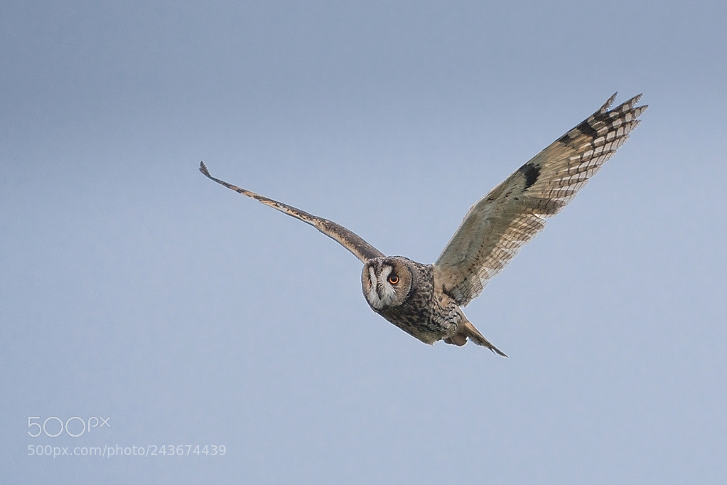 Nikon D500 sample photo. Hibou moyen duc photography