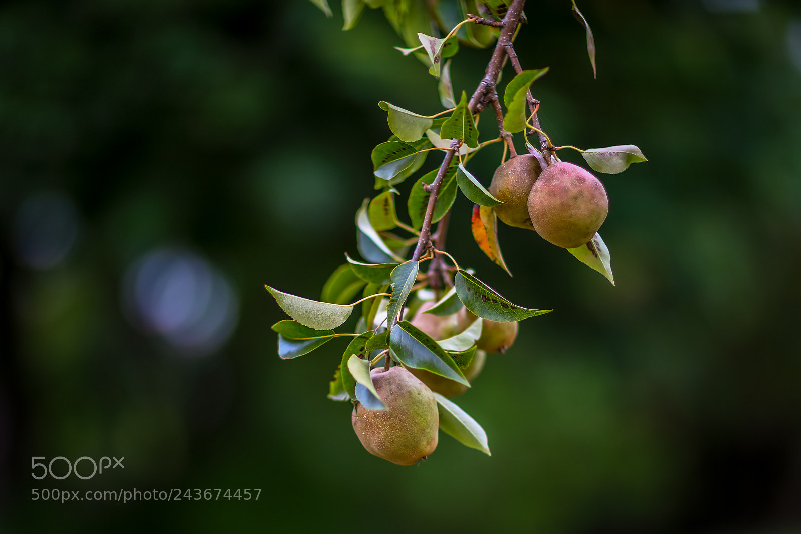 Canon EOS 5DS sample photo. Za photography