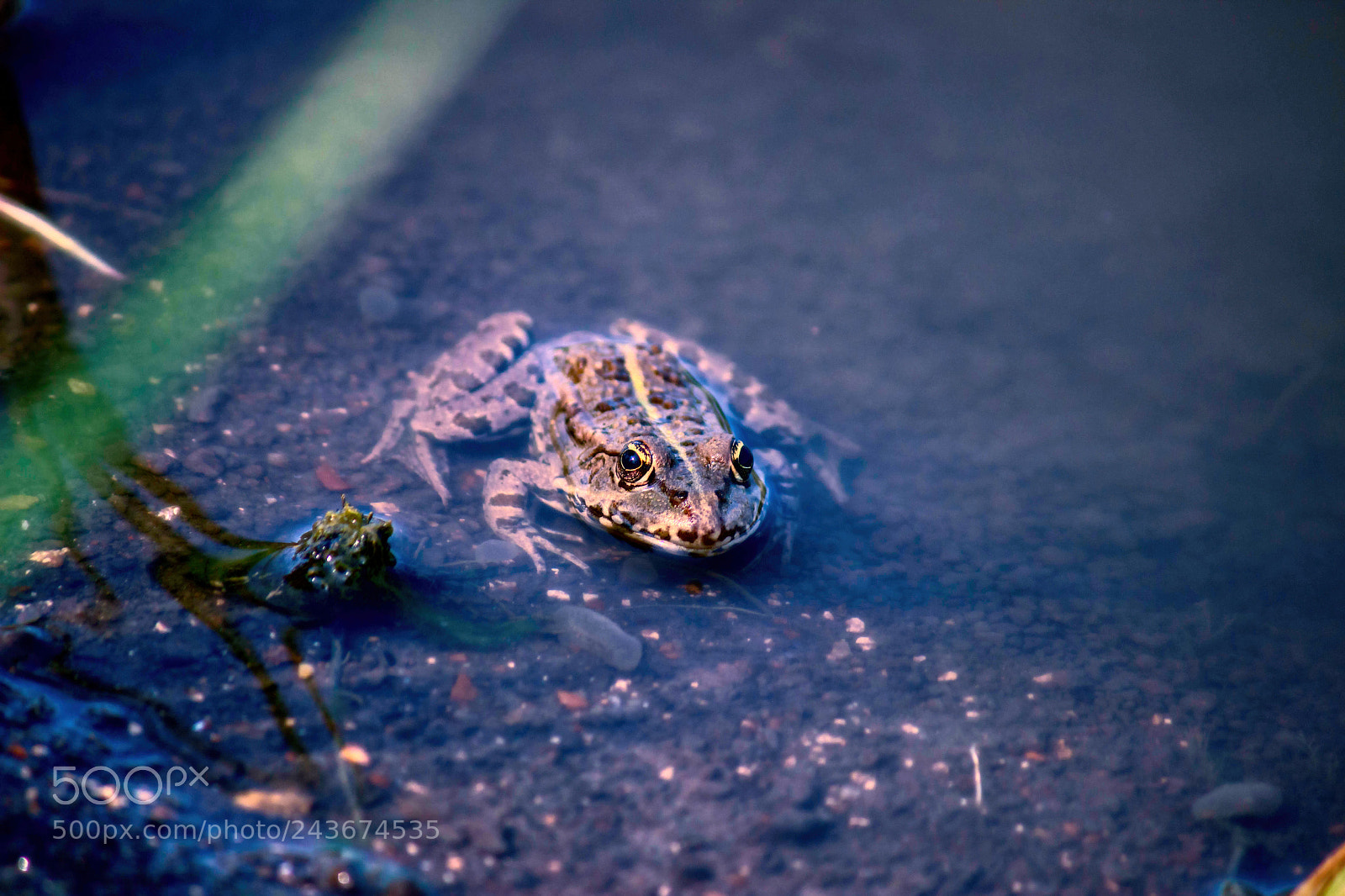 Canon EOS 600D (Rebel EOS T3i / EOS Kiss X5) sample photo. In the lake photography