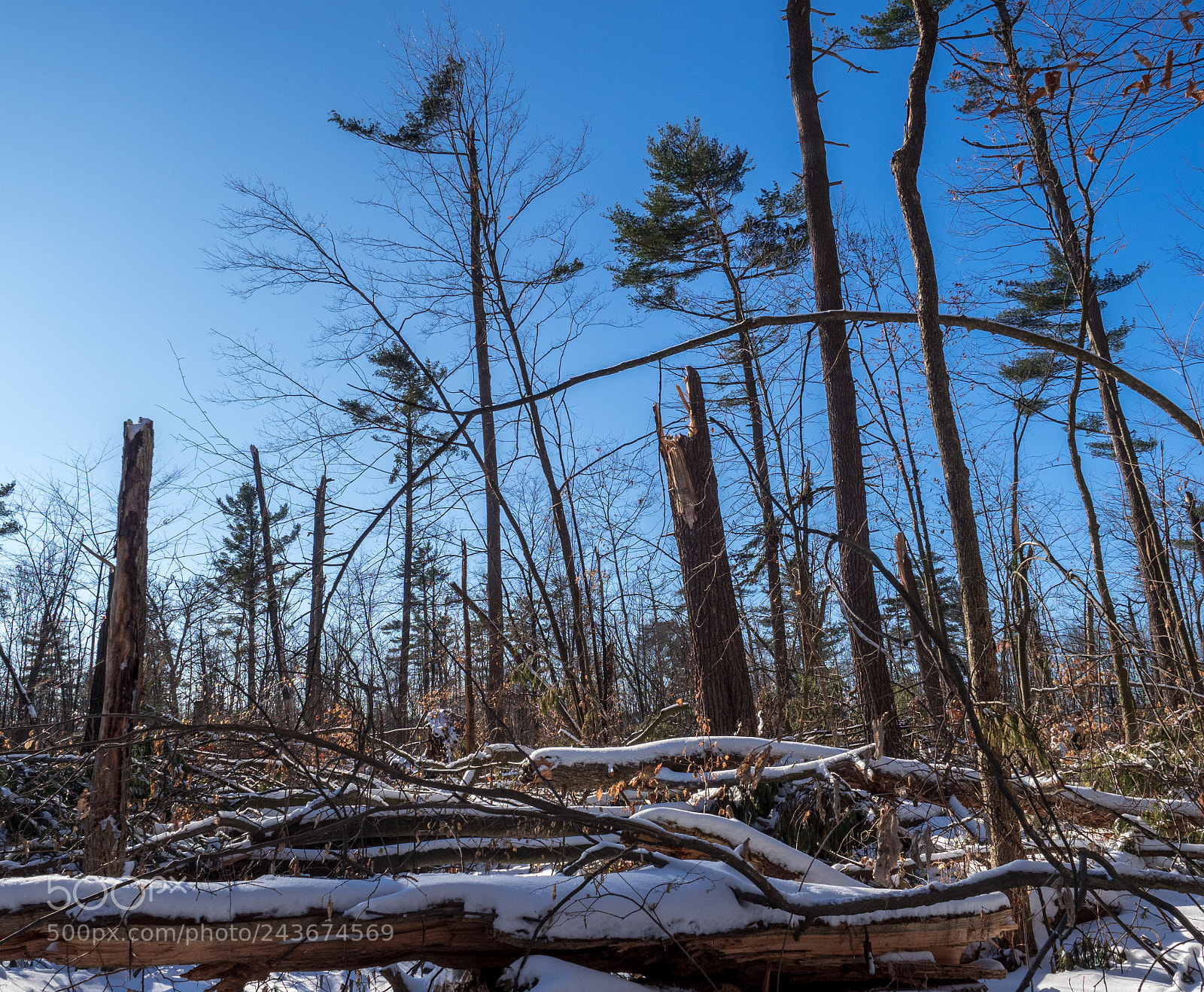 Olympus OM-D E-M1 Mark II sample photo. Trees and snow photography