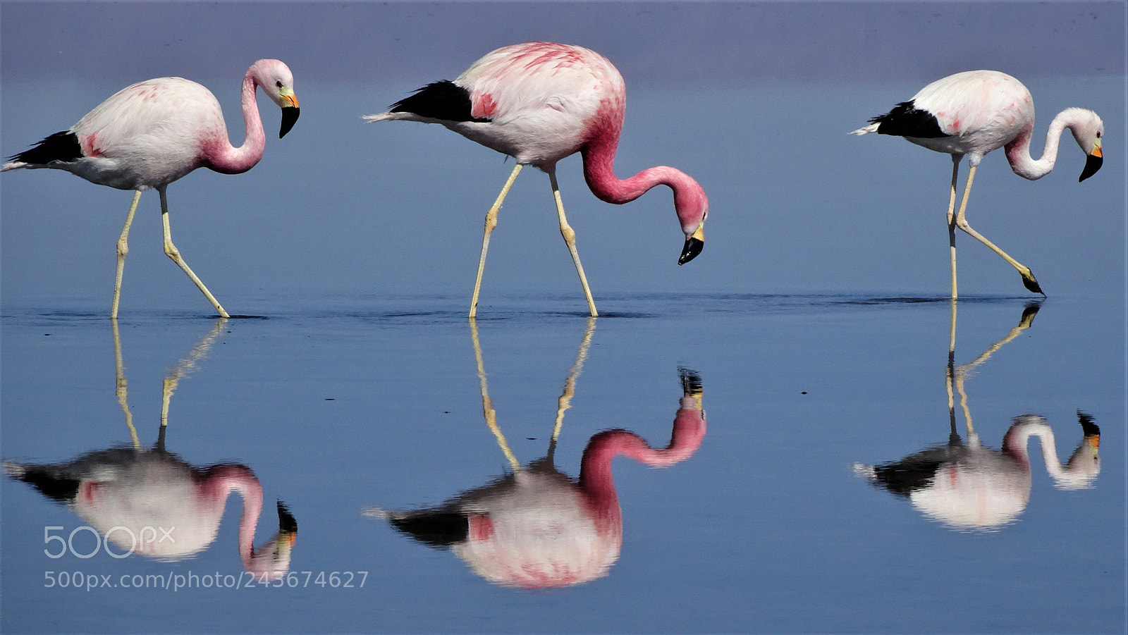 Sony Cyber-shot DSC-HX80 sample photo. Trio of flamingos photography