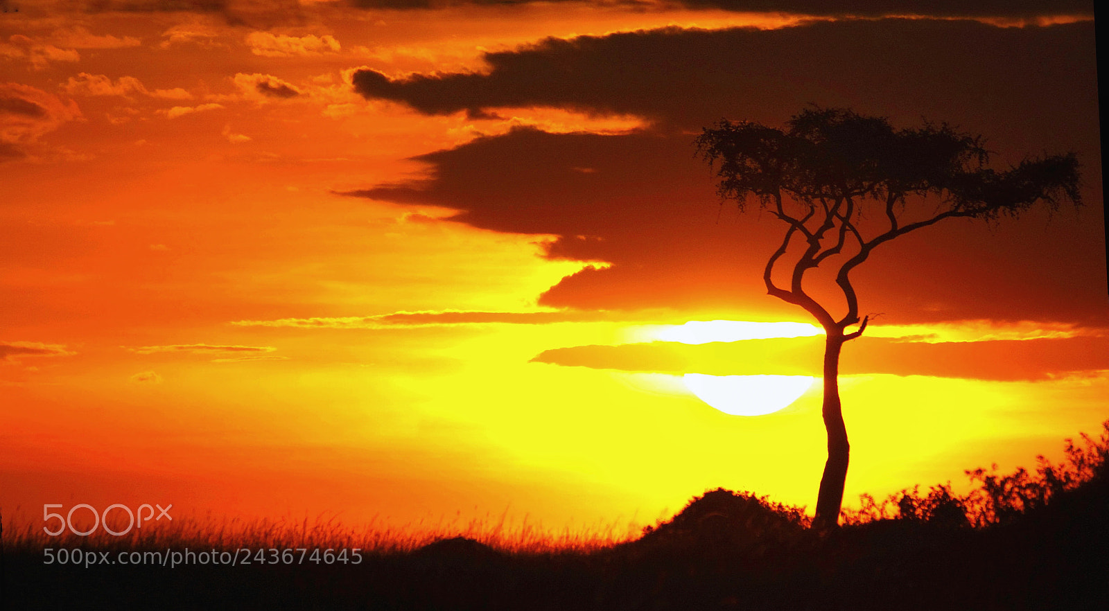 Canon EOS 450D (EOS Rebel XSi / EOS Kiss X2) sample photo. "masai mara sunset" photography