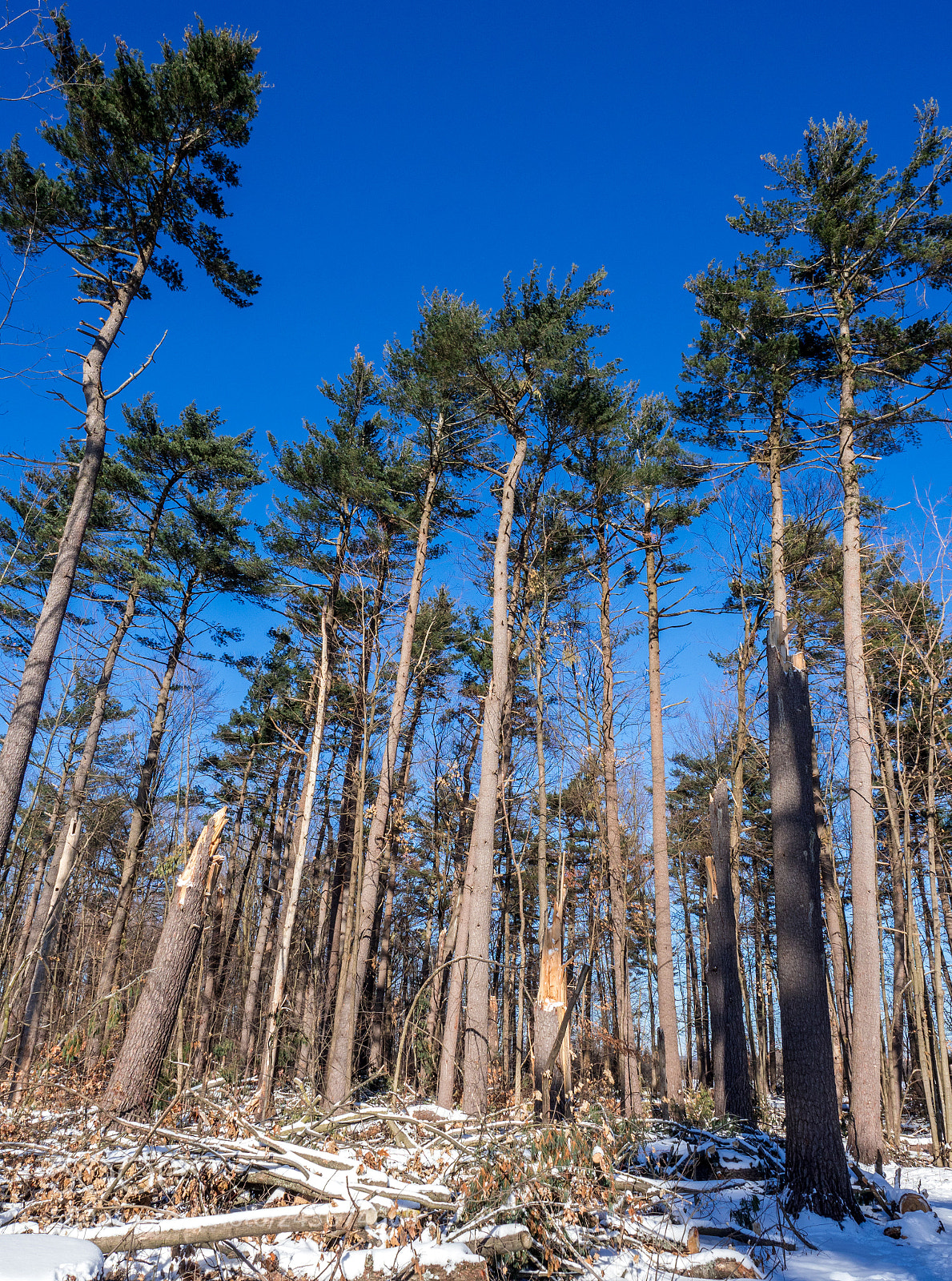 Olympus OM-D E-M1 Mark II sample photo. Pine trees at mud photography