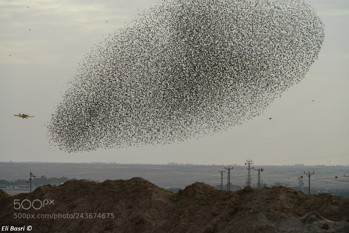 Nikon D800 sample photo. Starlings murmuration photography