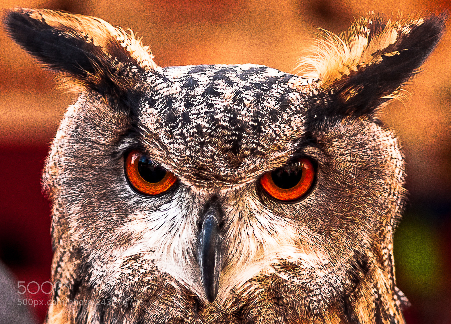 Canon EOS 5D sample photo. Look into my eyes photography