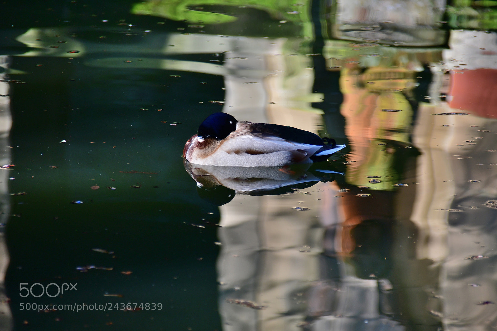 Nikon D500 sample photo. Luci nello stagno photography