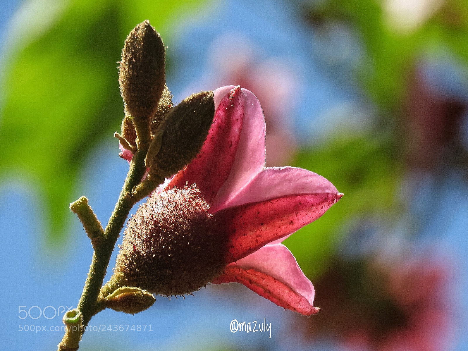 Canon PowerShot SX60 HS sample photo. Flor del parque ... photography