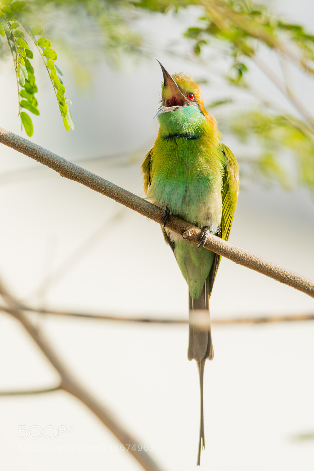 Nikon D7100 sample photo. Green bee eater photography