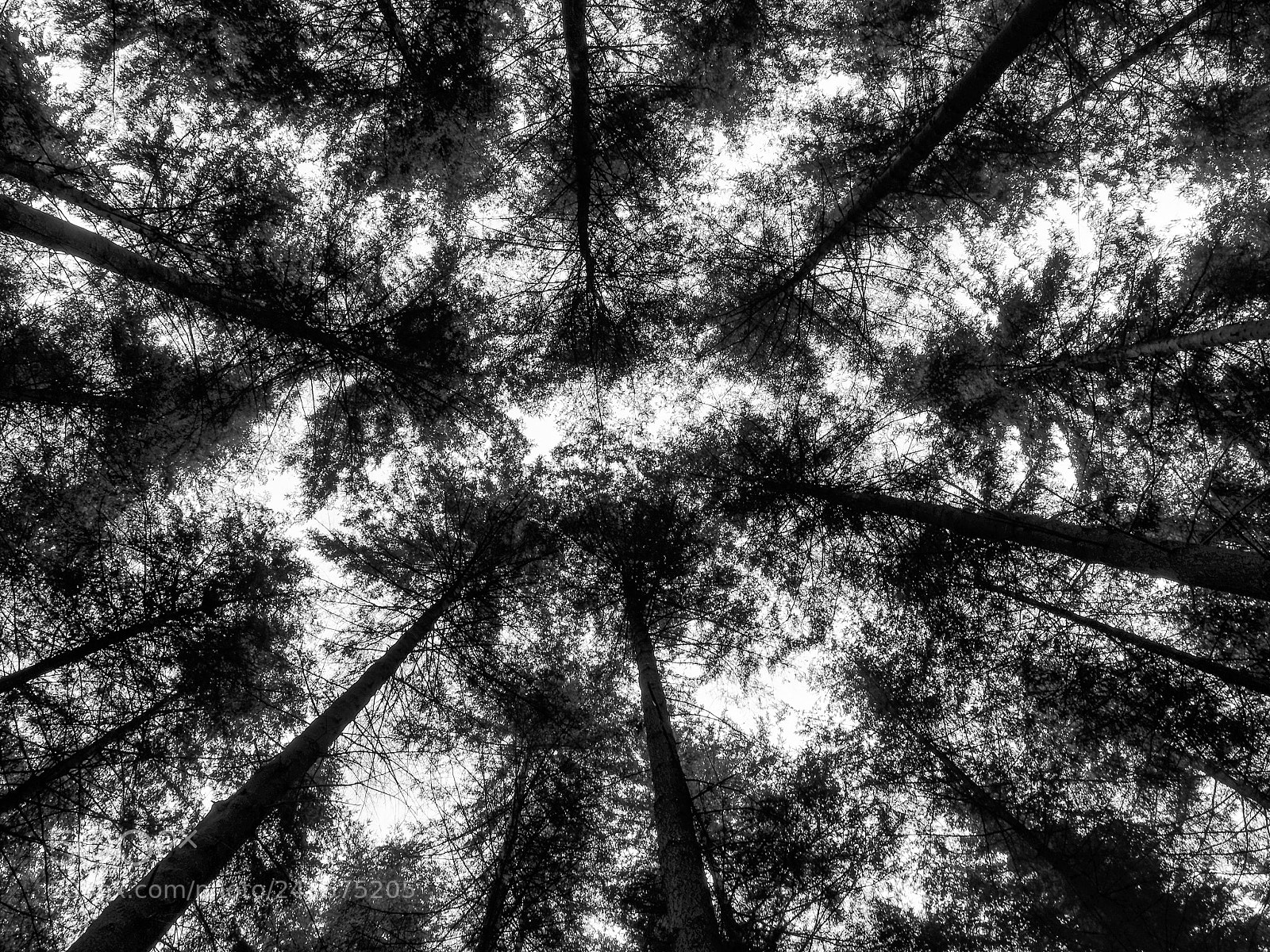 Olympus OM-D E-M5 II sample photo. Talking tress photography