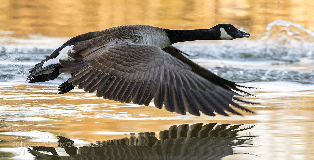 Canon EOS-1D X sample photo. First flight photography