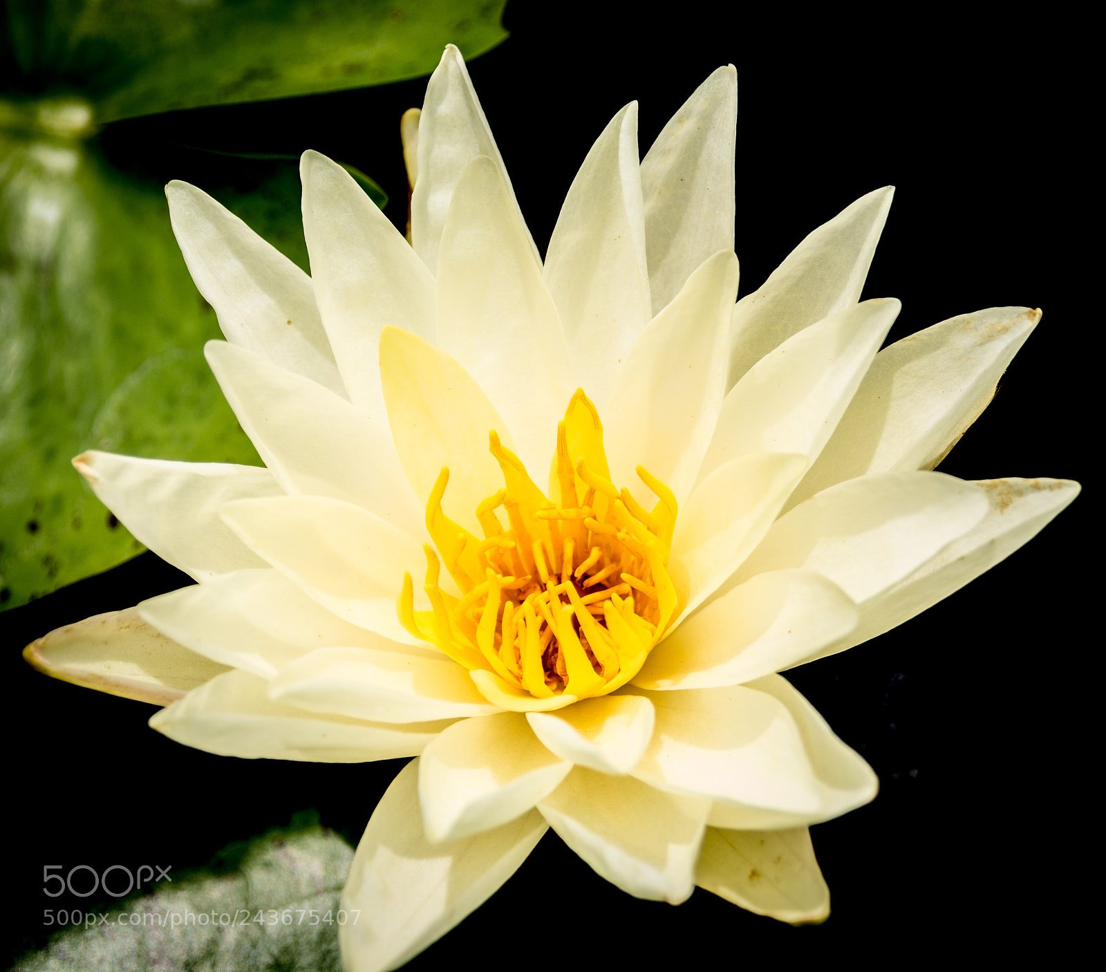 Nikon D7100 sample photo. Utk gardens photography