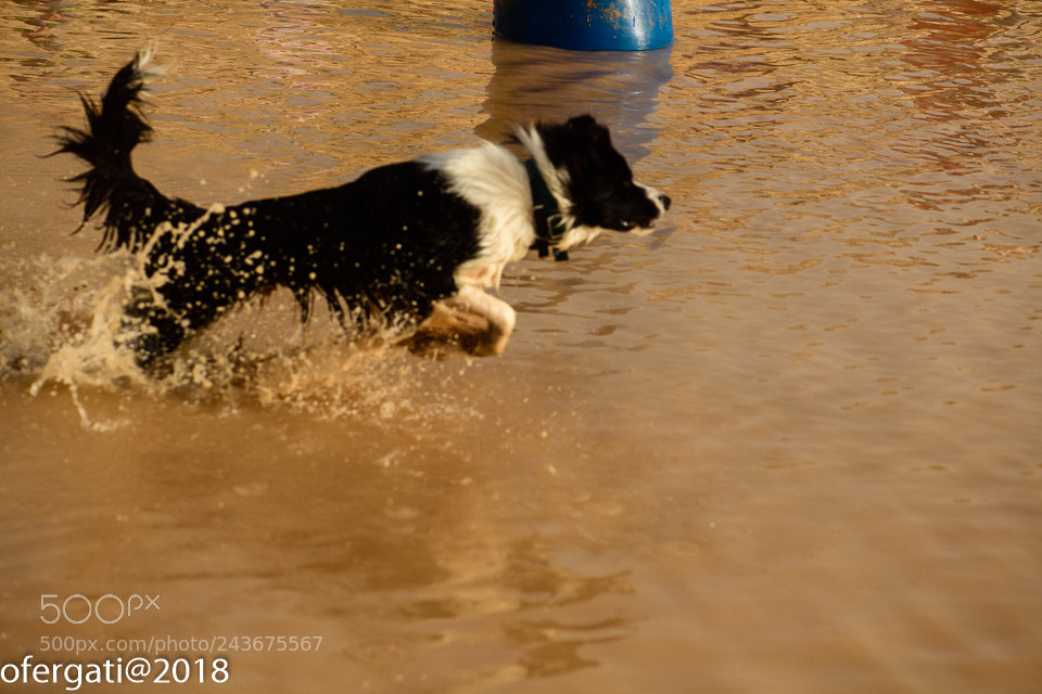 Nikon D850 sample photo. Dog photography