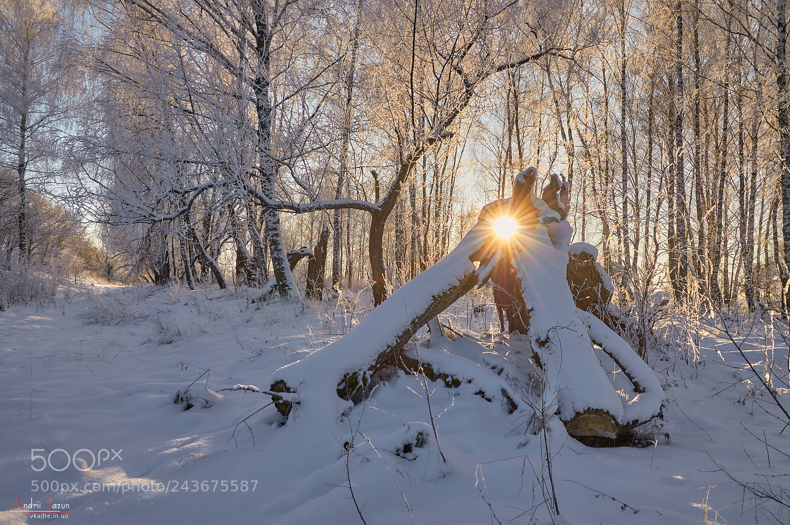 Nikon D300 sample photo. Sun in logs photography