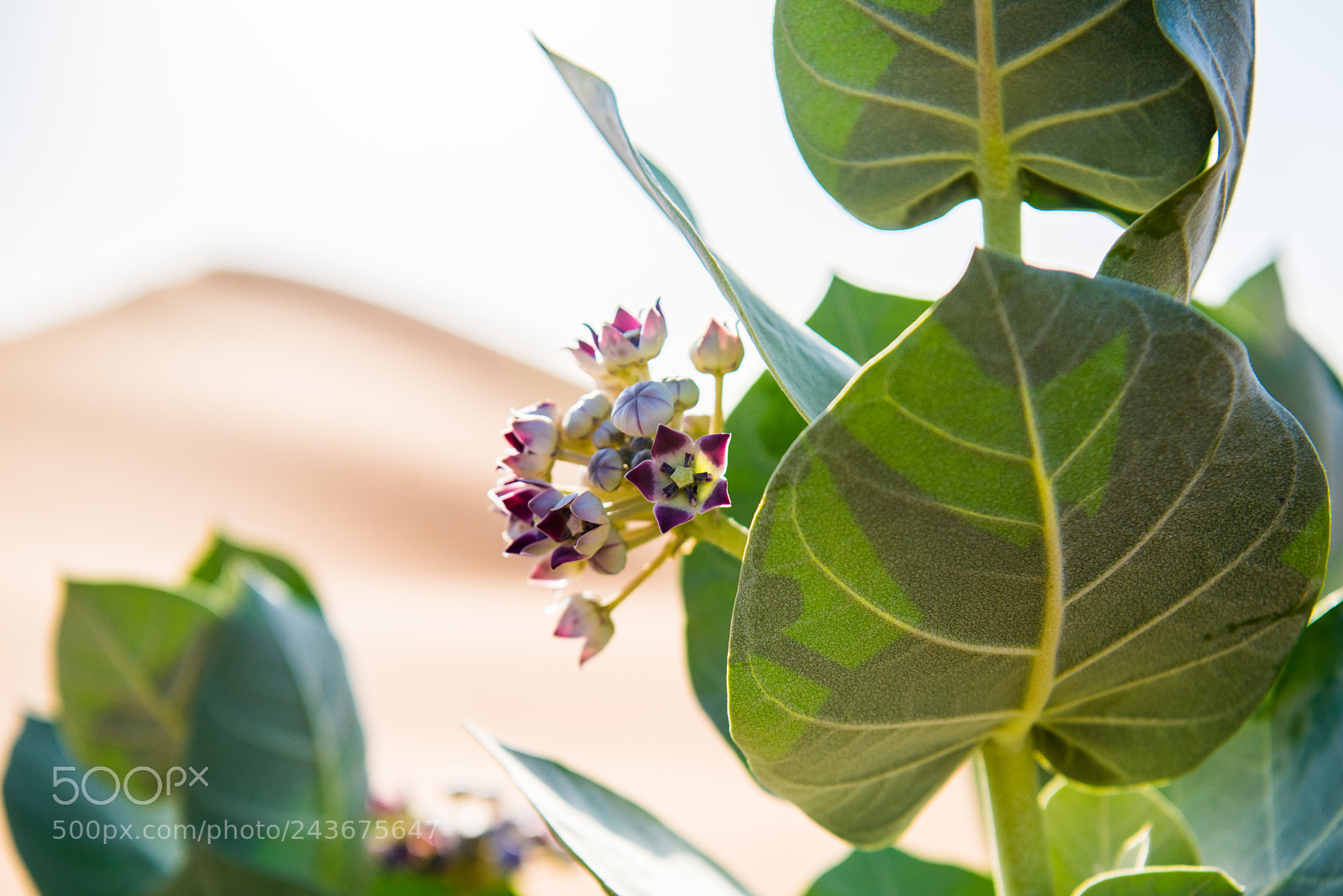 Nikon D810 sample photo. Calotropis procera photography