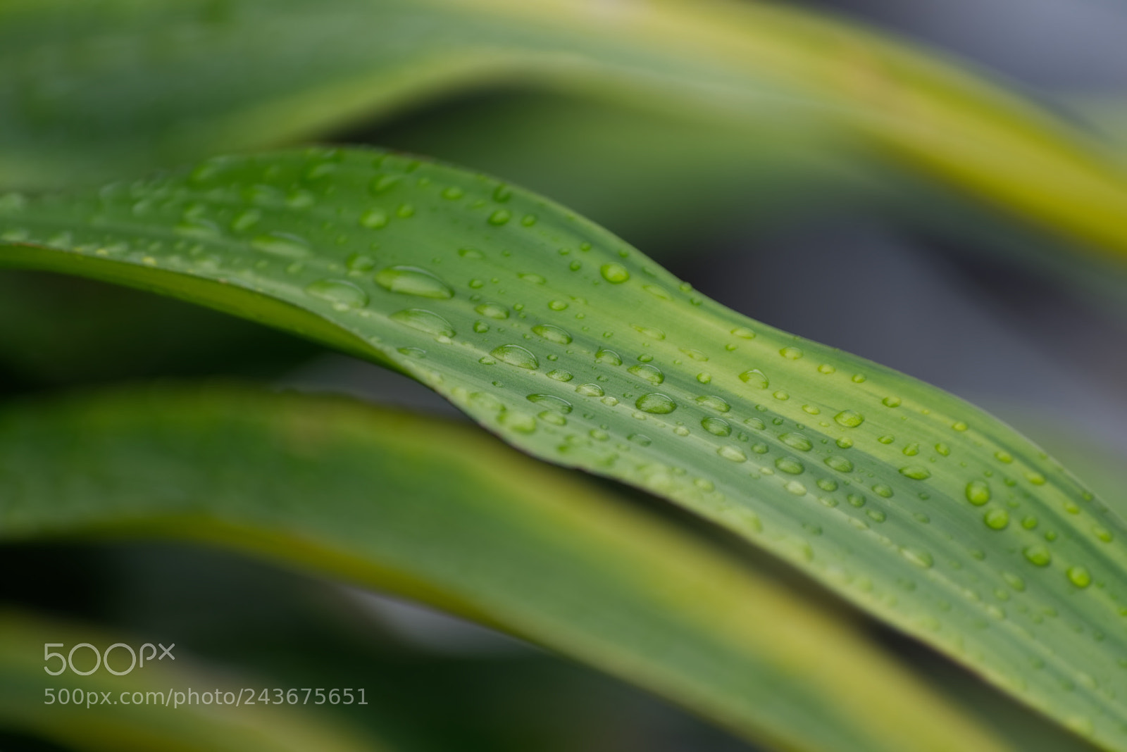 Pentax K-3 sample photo. After the rain photography