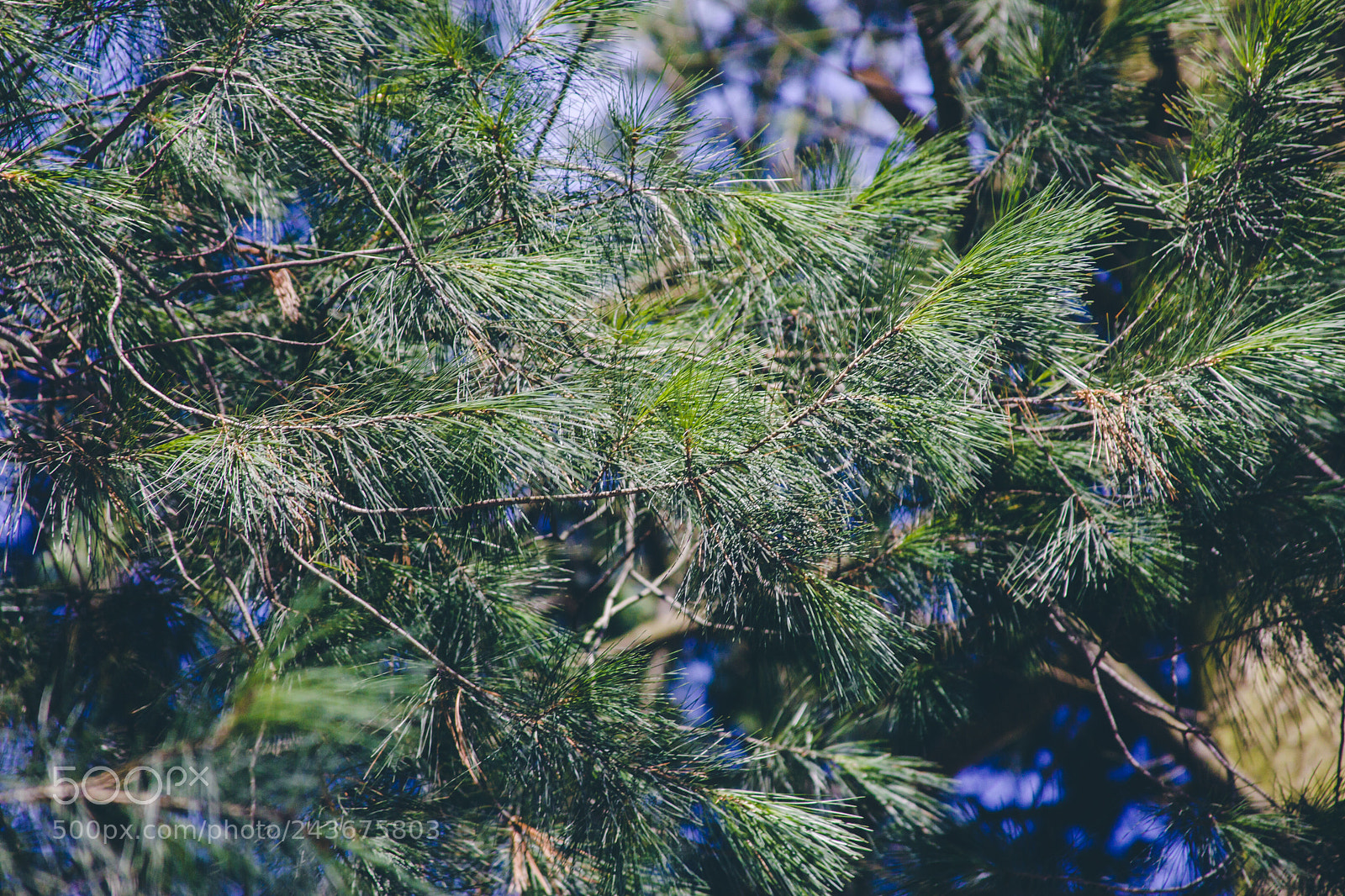Canon EOS 550D (EOS Rebel T2i / EOS Kiss X4) sample photo. Pinus strobus photography