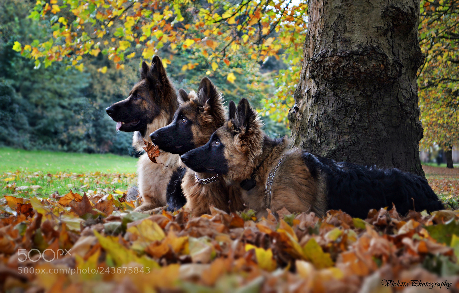 Nikon D3200 sample photo. Saba hector brutus photography