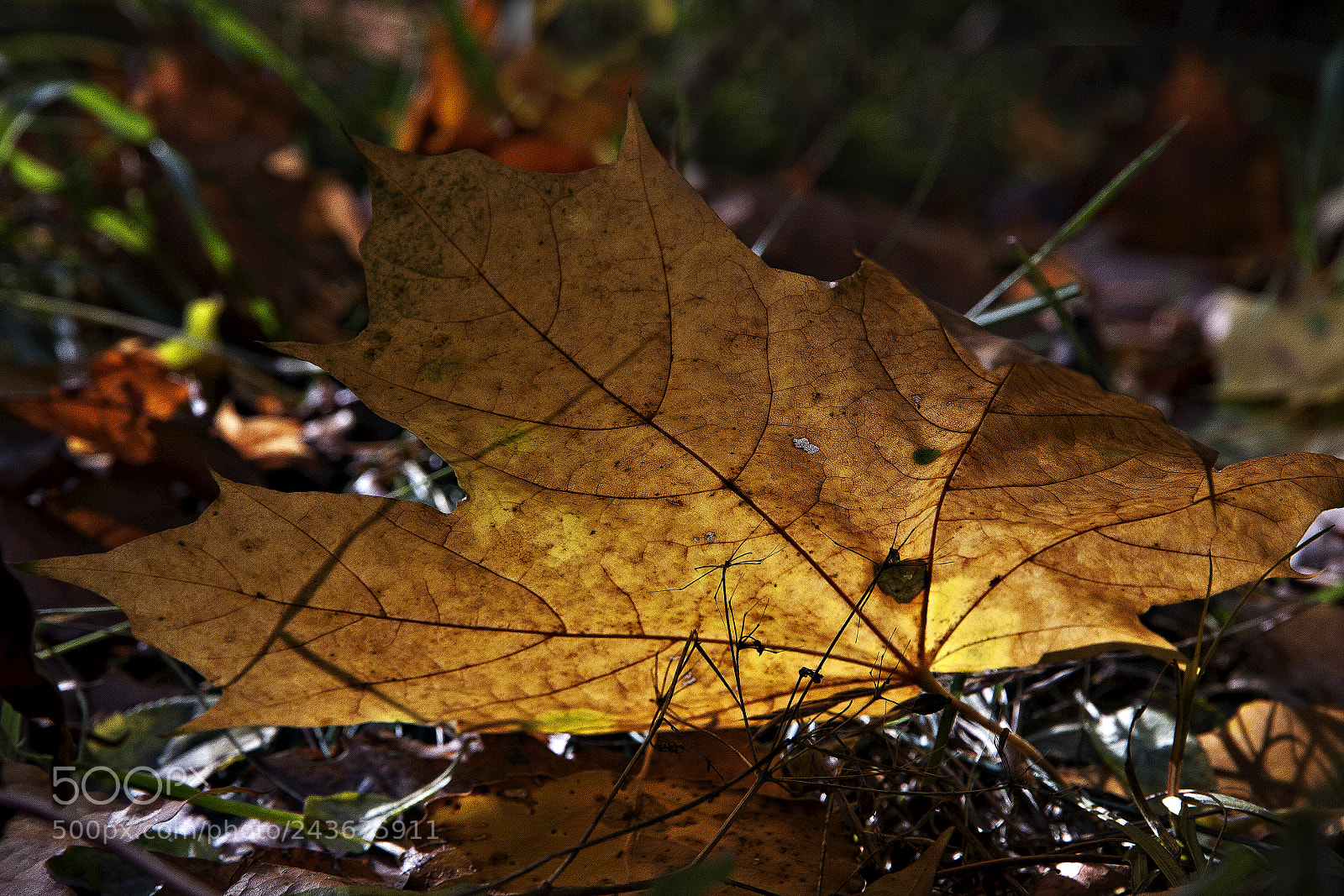 Canon EOS 40D sample photo. The lantern of the photography