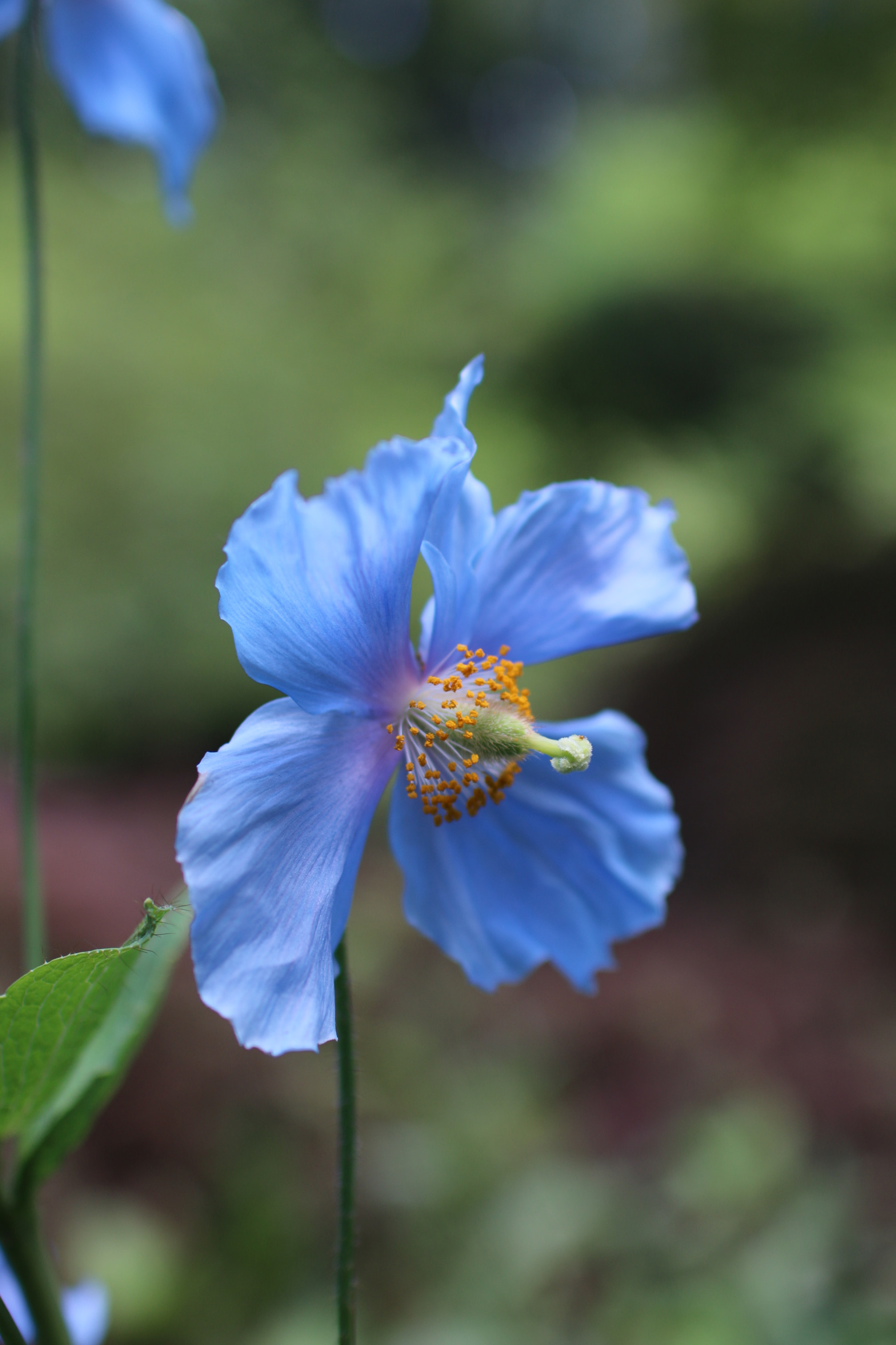 Sigma 30mm F1.4 EX DC HSM sample photo. Img photography