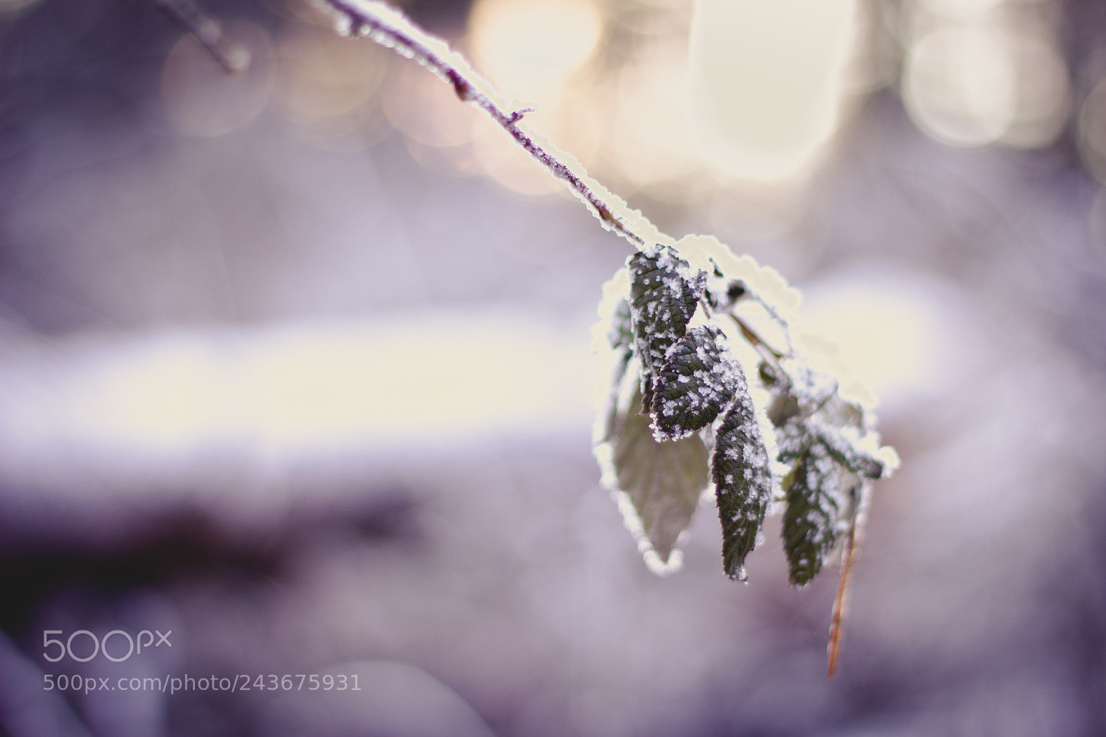 Canon EOS 550D (EOS Rebel T2i / EOS Kiss X4) sample photo. Fragile winter photography