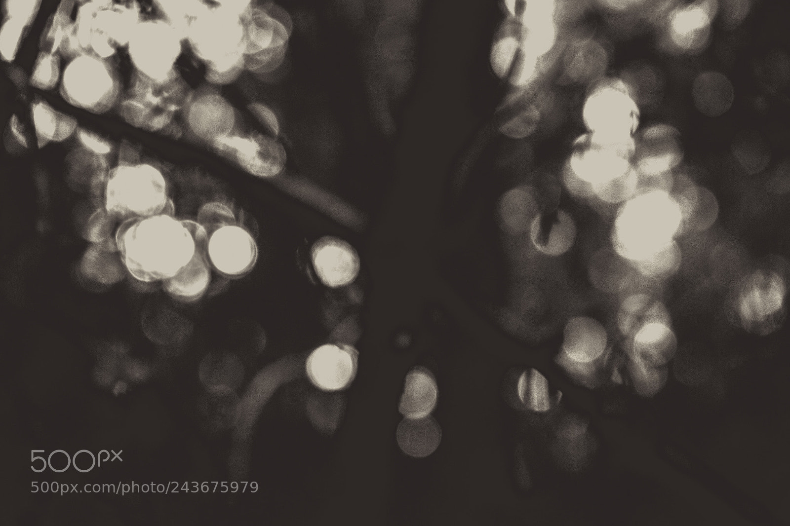 Canon EOS 550D (EOS Rebel T2i / EOS Kiss X4) sample photo. Wineterized forest bokeh in photography