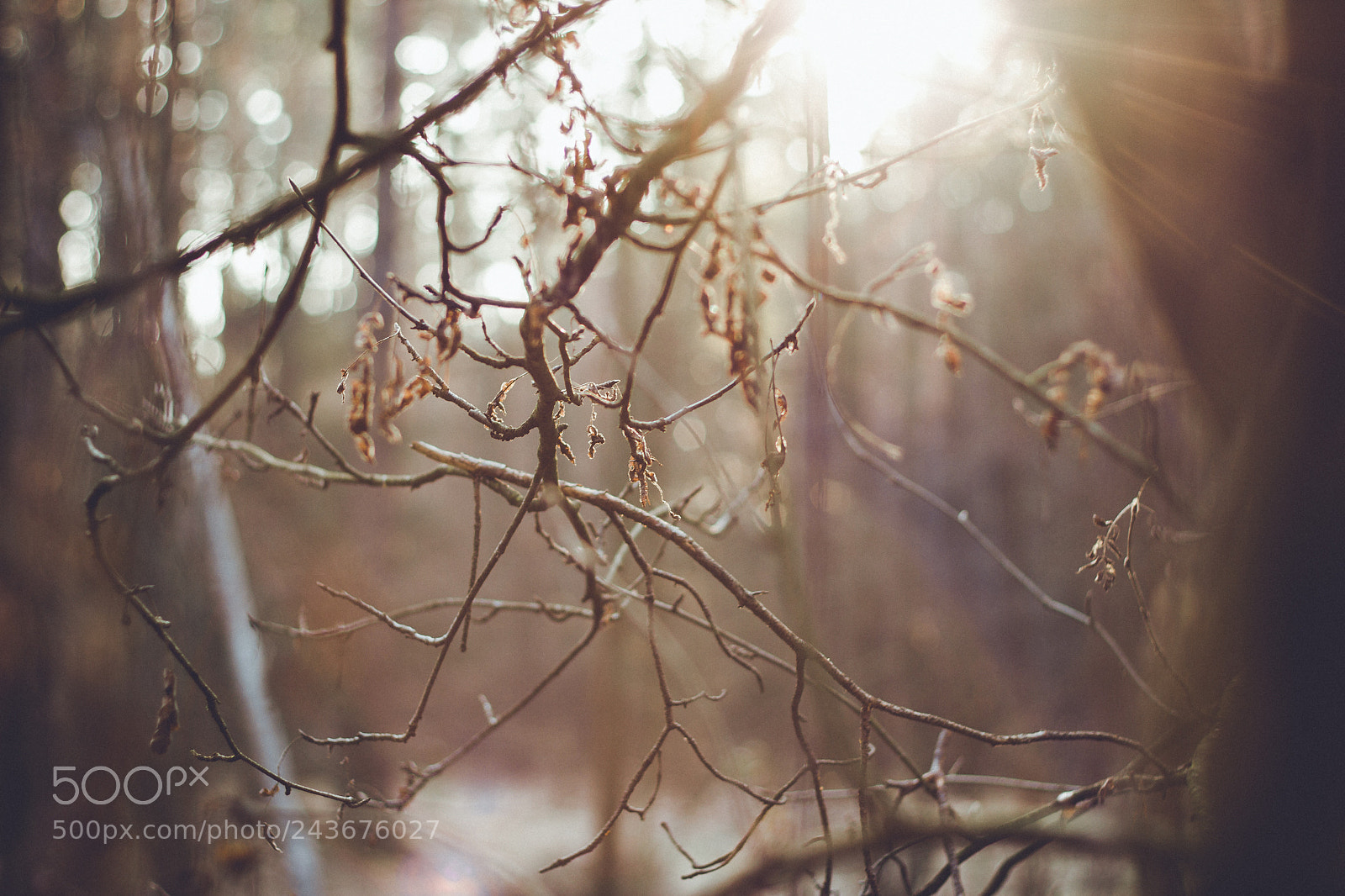 Canon EOS 550D (EOS Rebel T2i / EOS Kiss X4) sample photo. Wintering sunnerize v photography