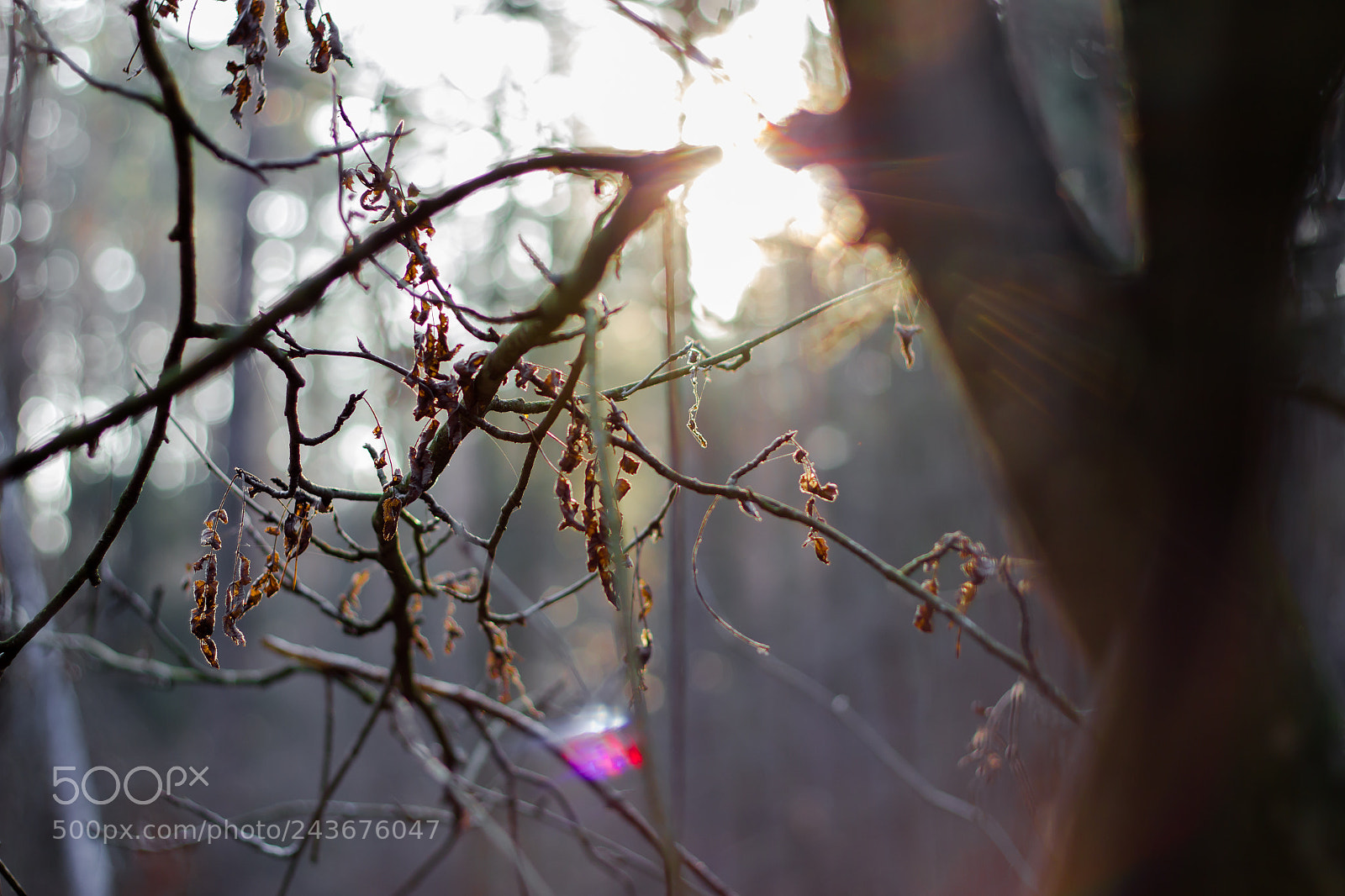 Canon EOS 550D (EOS Rebel T2i / EOS Kiss X4) sample photo. Wintering sunnerize iv photography