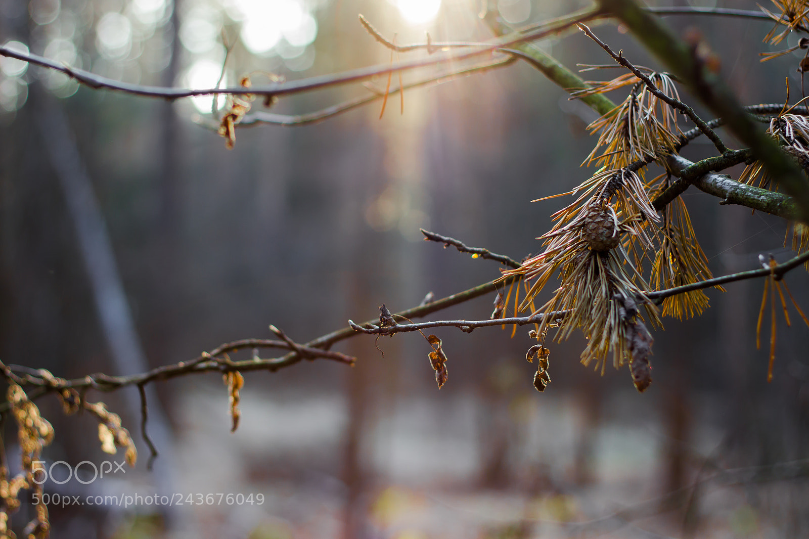 Canon EOS 550D (EOS Rebel T2i / EOS Kiss X4) sample photo. Wintering sunnerize iii photography
