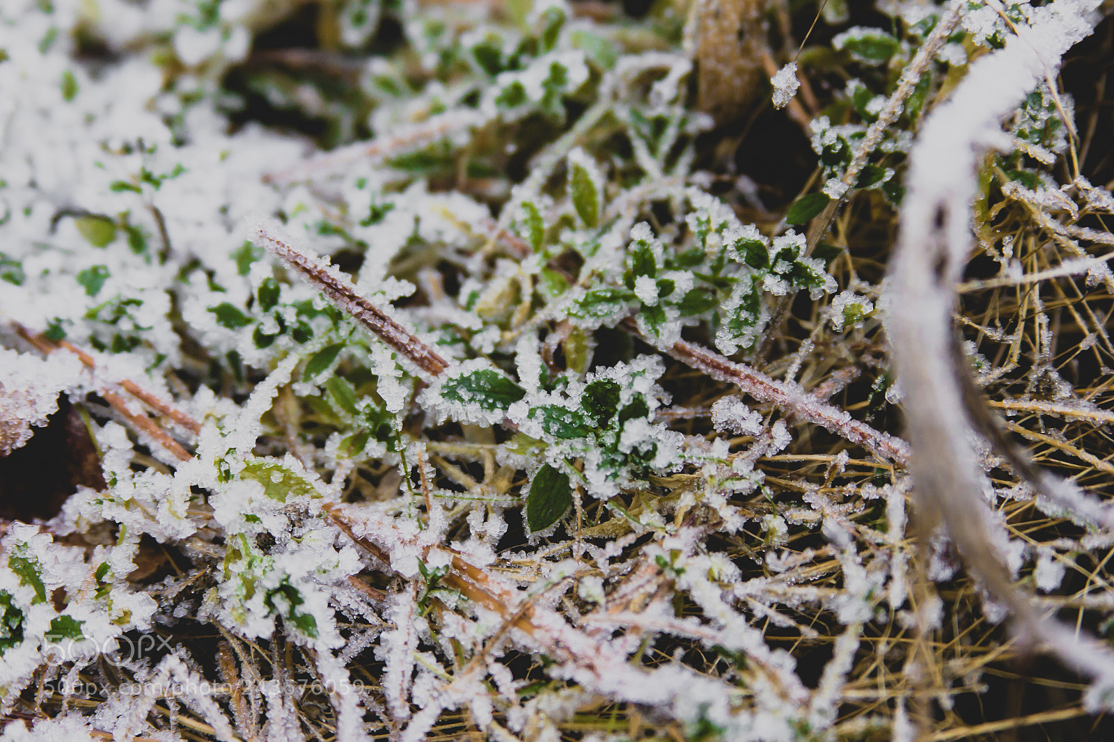 Canon EOS 550D (EOS Rebel T2i / EOS Kiss X4) sample photo. In moss ii photography