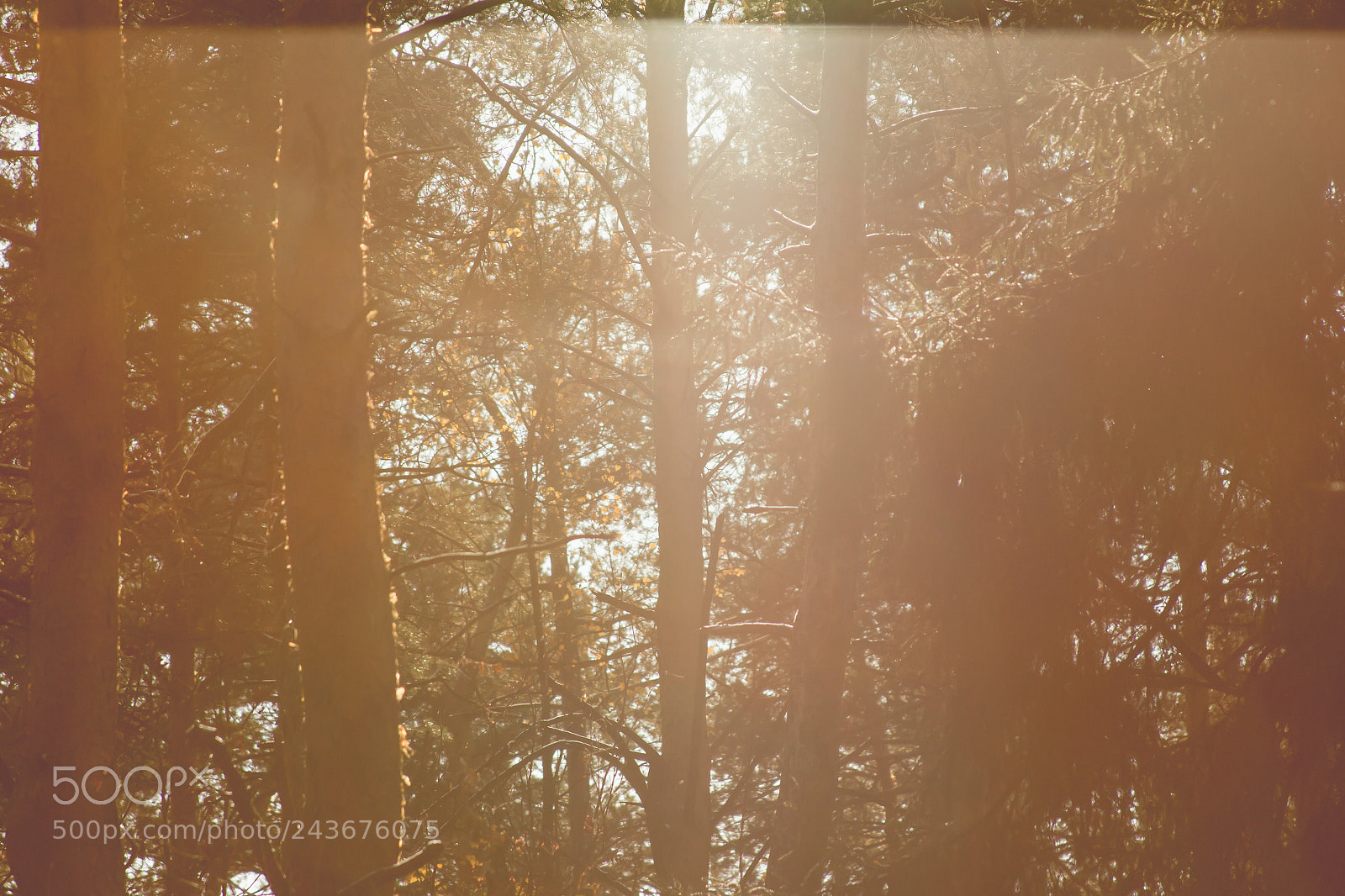 Canon EOS 550D (EOS Rebel T2i / EOS Kiss X4) sample photo. Sunlight winterized screen covers photography