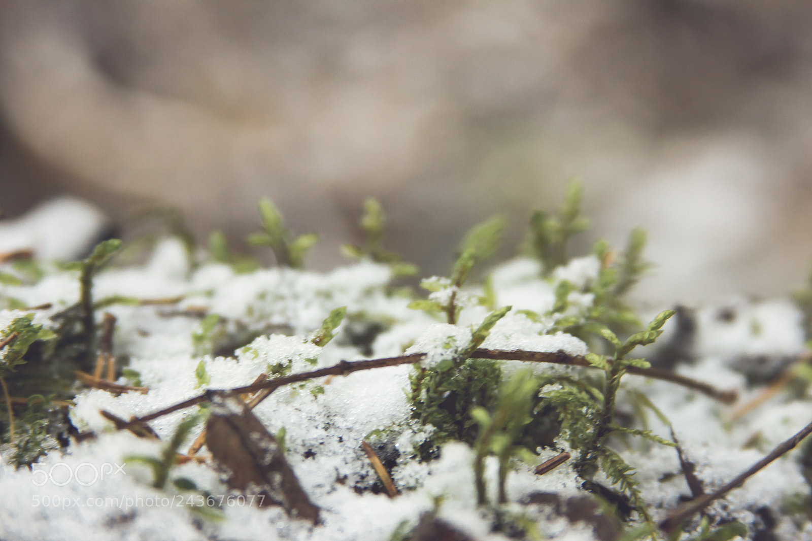 Canon EOS 550D (EOS Rebel T2i / EOS Kiss X4) sample photo. In moss photography