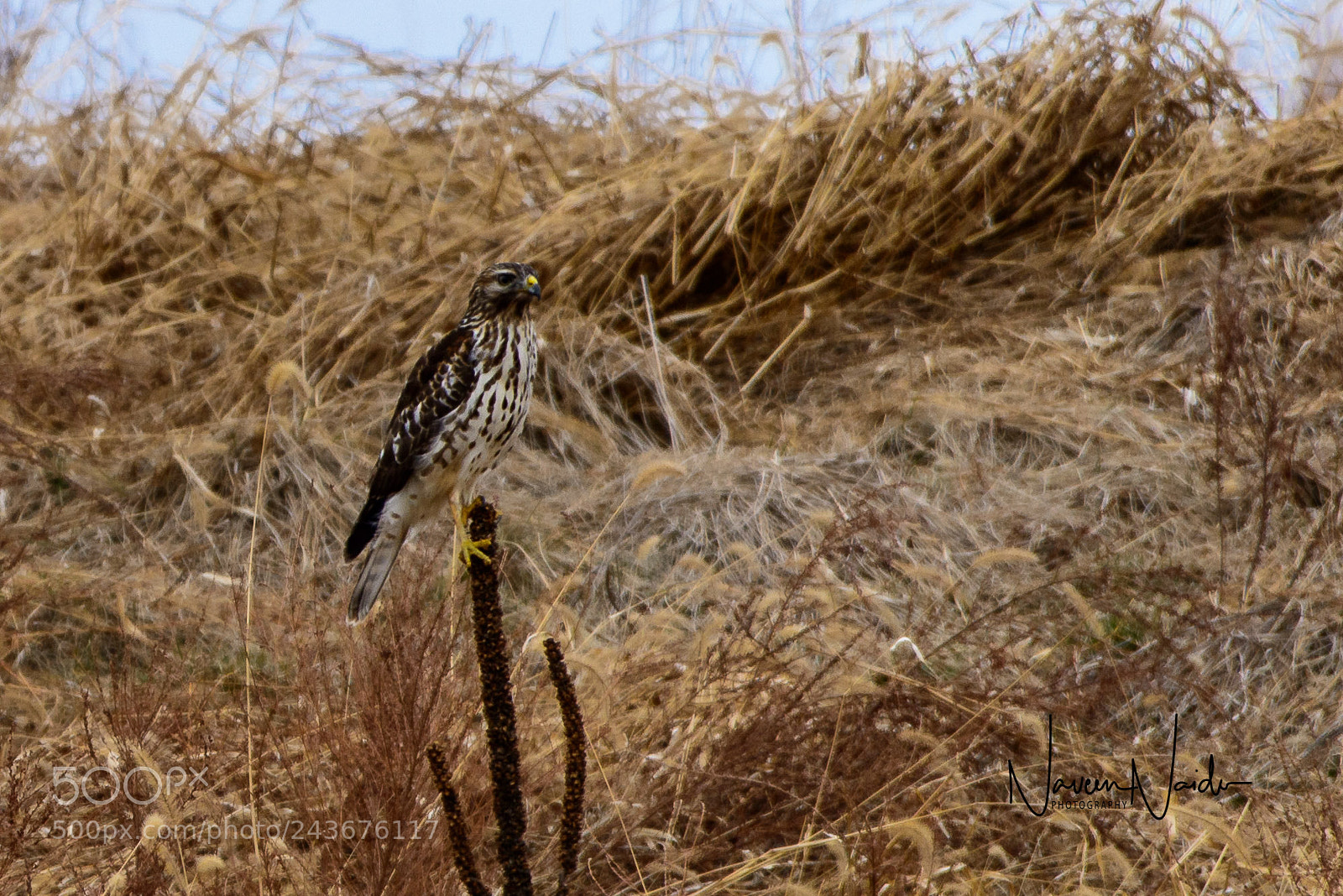 Nikon D800 sample photo. Juvenille red tailed hawk photography