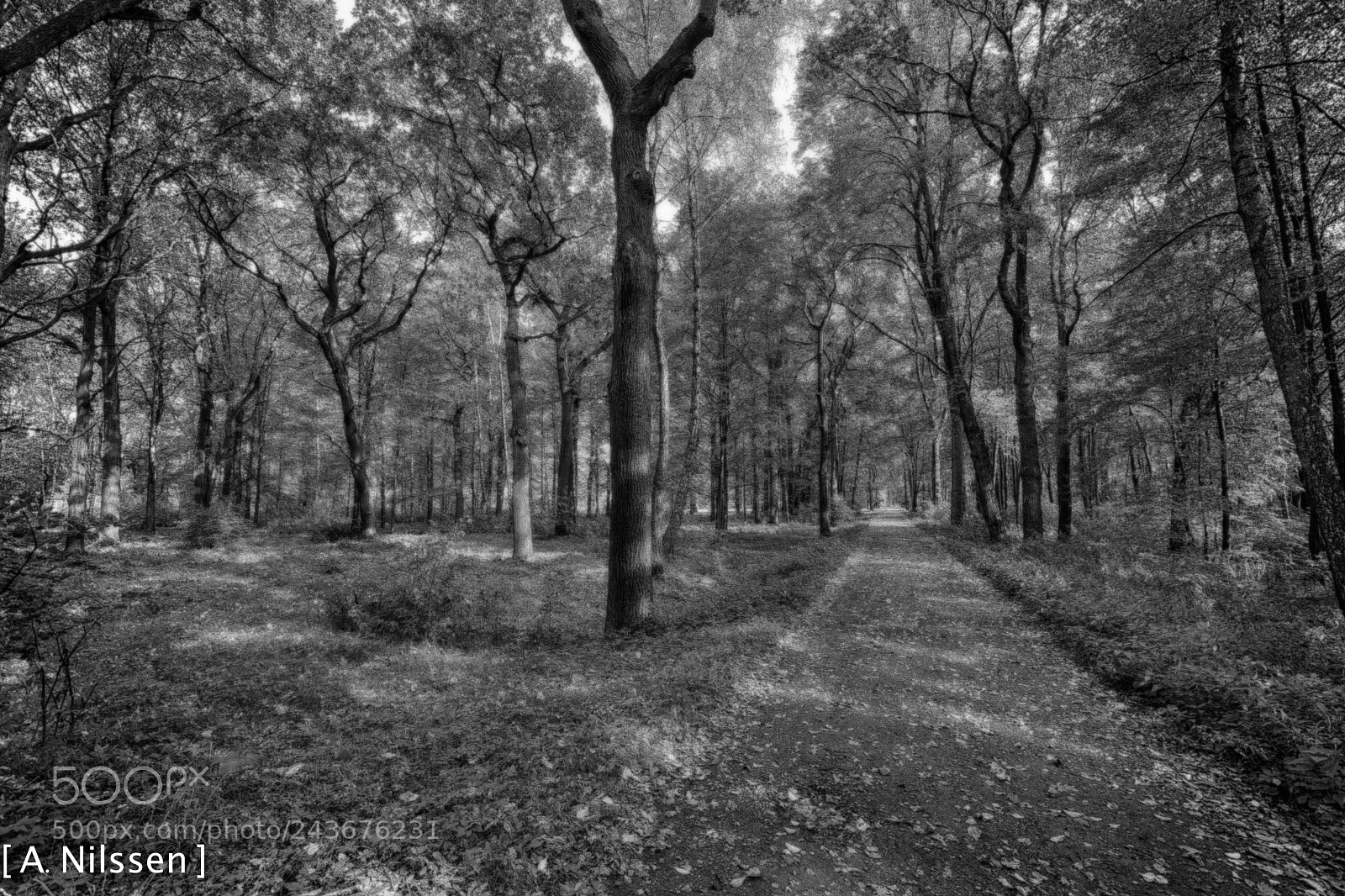 Nikon D500 sample photo. Forrest of brzezinka photography