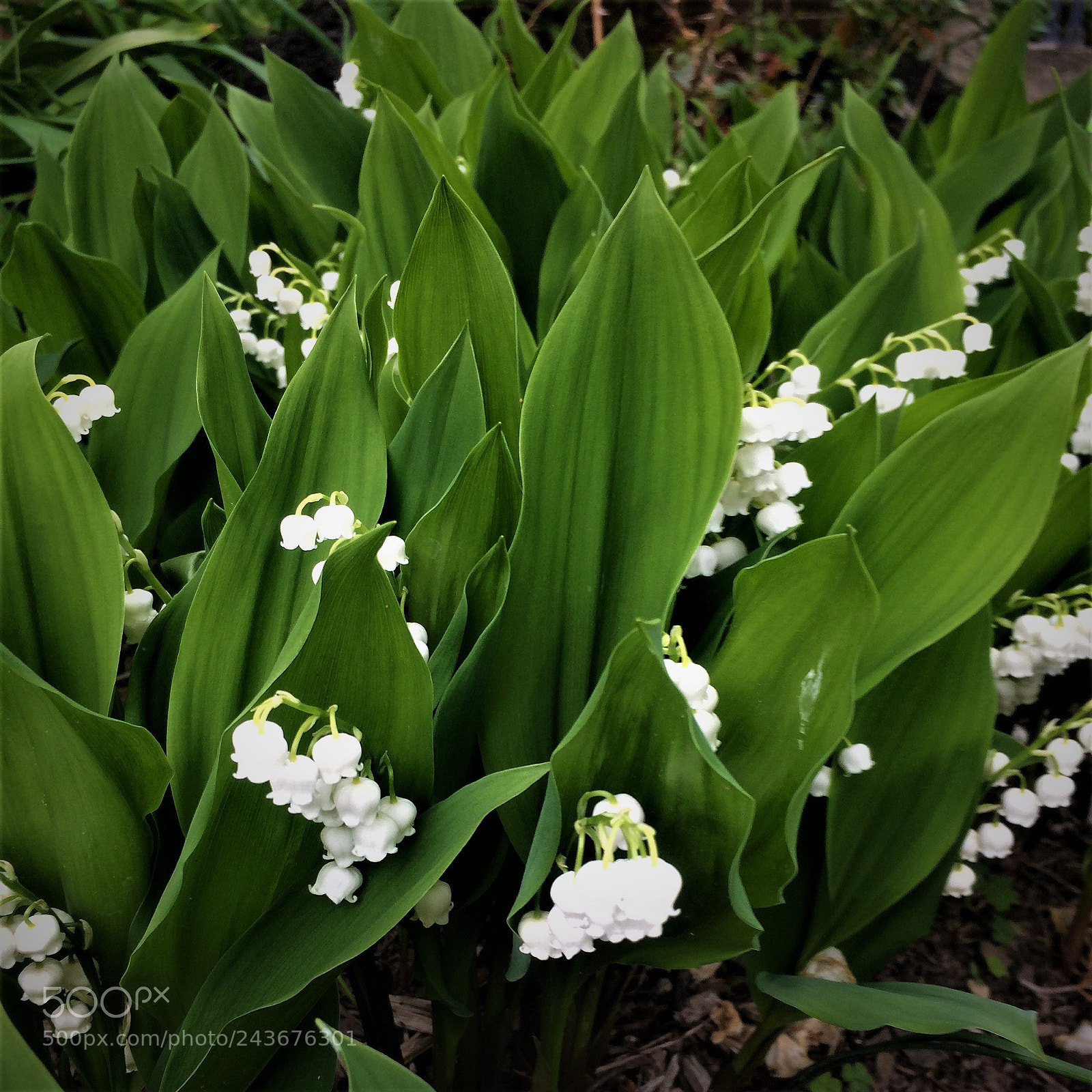Apple iPhone 5s sample photo. 2016-05-07 12.09.57-2.jpg photography