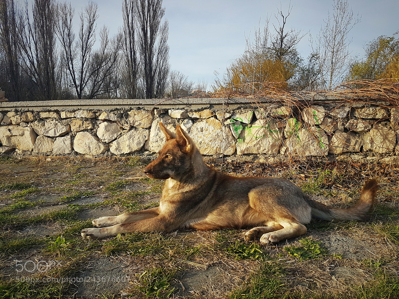 Samsung Galaxy S7 Edge sample photo. Street dog in tabacaria photography