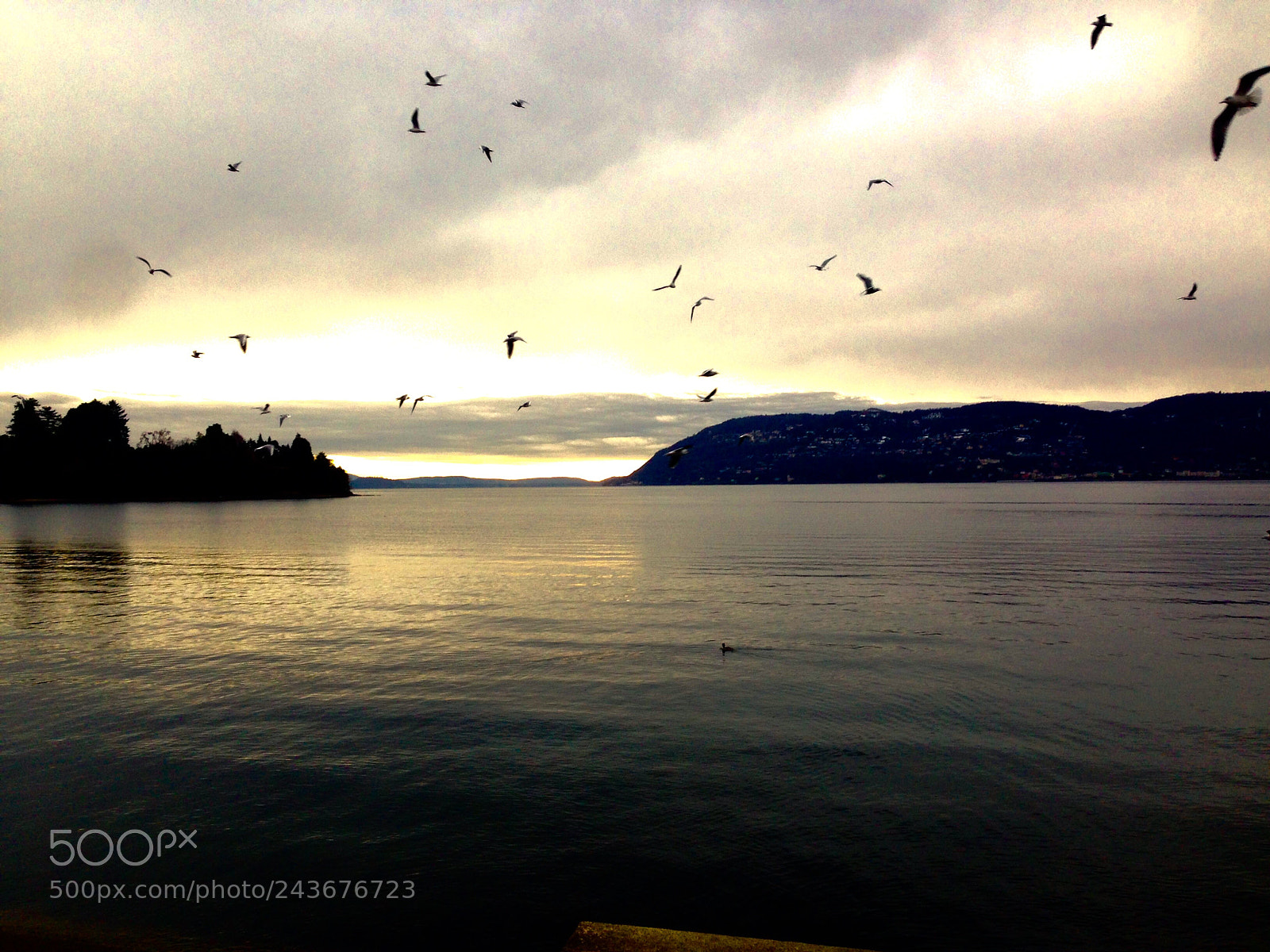 Apple iPhone 5 sample photo. Seagulls in flight photography