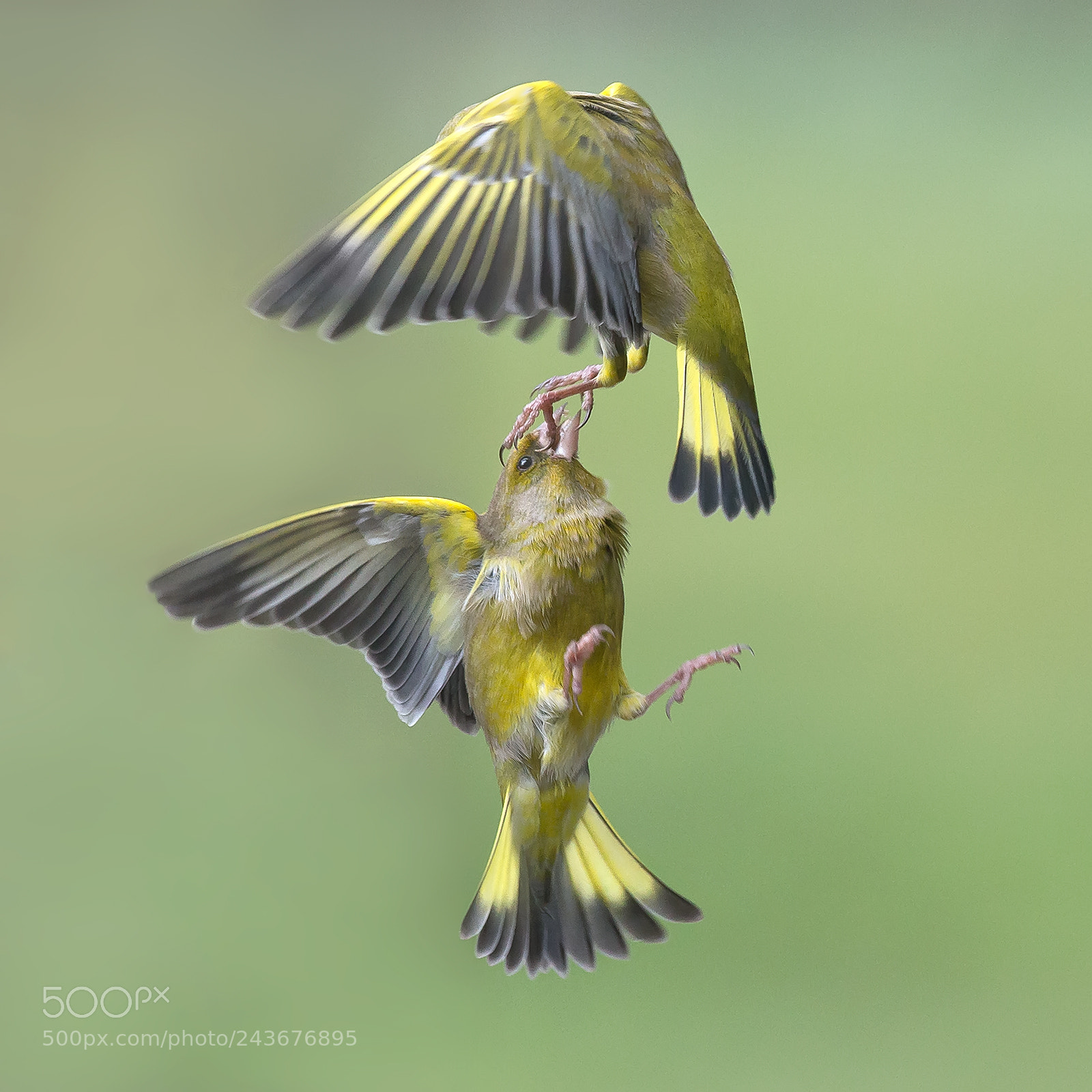 Canon EOS-1D X sample photo. Fighting greenfinches photography